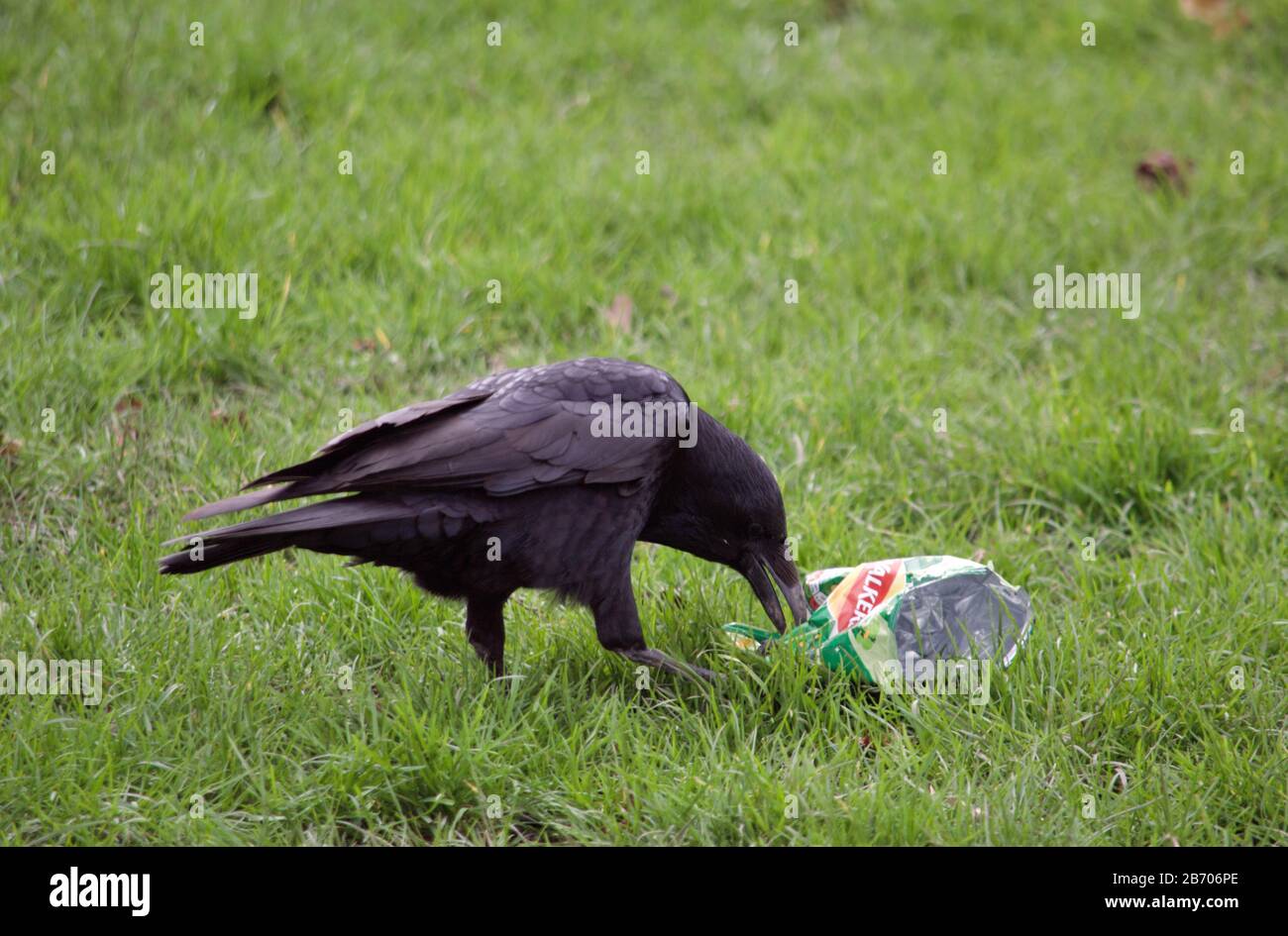 A crow carrying a crisp packet in Kensington Gardens, London, UK Stock Photo