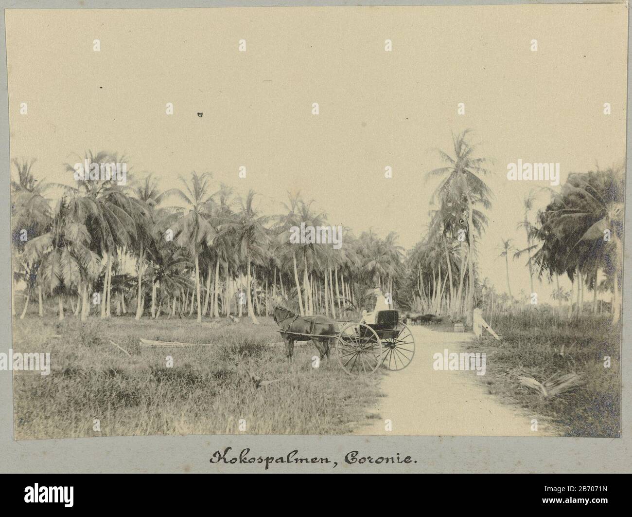 Kokospalmen, Coronie (titel op object) Coconut trees, Coronie (title object) Property Type: photographs Item number: NG-1994-65-2-40-3 Inscriptions / Brands: inscription on the photograph, handwritten: 'C15 / Coconut trees, Coronie. ' Description: Coconut trees in Coronie. In the foreground is a European man in a carriage drawn by horse. Part of the album Souvenir de Voyage (Part 2), about the life of the Doijer family in and around the plantation Ma Retraite in Suriname during the years 1906-1913. Manufacturer : Photographer: Hendrik Doijer (attributed to) Place manufacture: Suriname Date: 19 Stock Photo