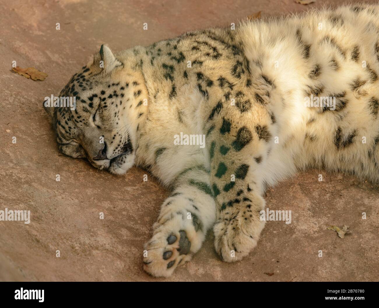 snow leopard sleeping on rock in zoo Stock Photo - Alamy