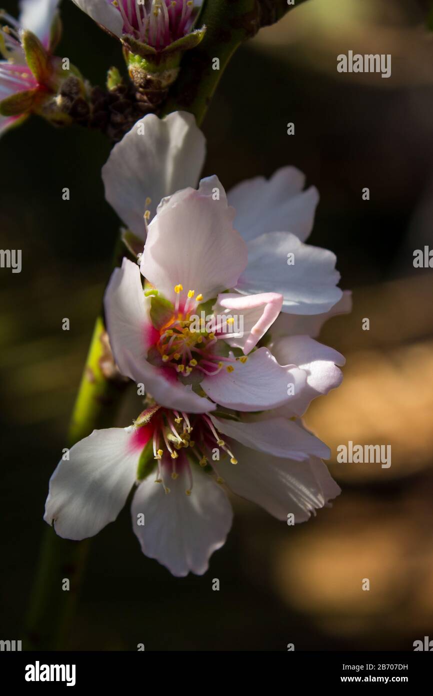 White Almond blossoms, Prunus dulcis, in the morning sunlight during spring Stock Photo