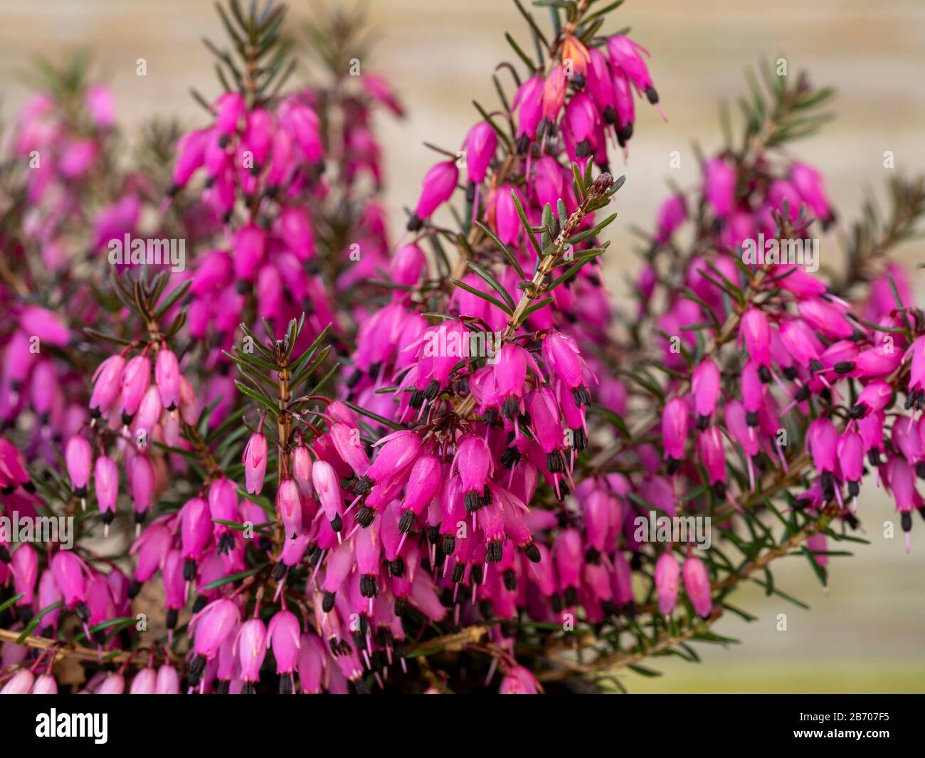 Closeup of the bright pink flowers and green leaves of the heather Erica carnea variety Challenger Stock Photo