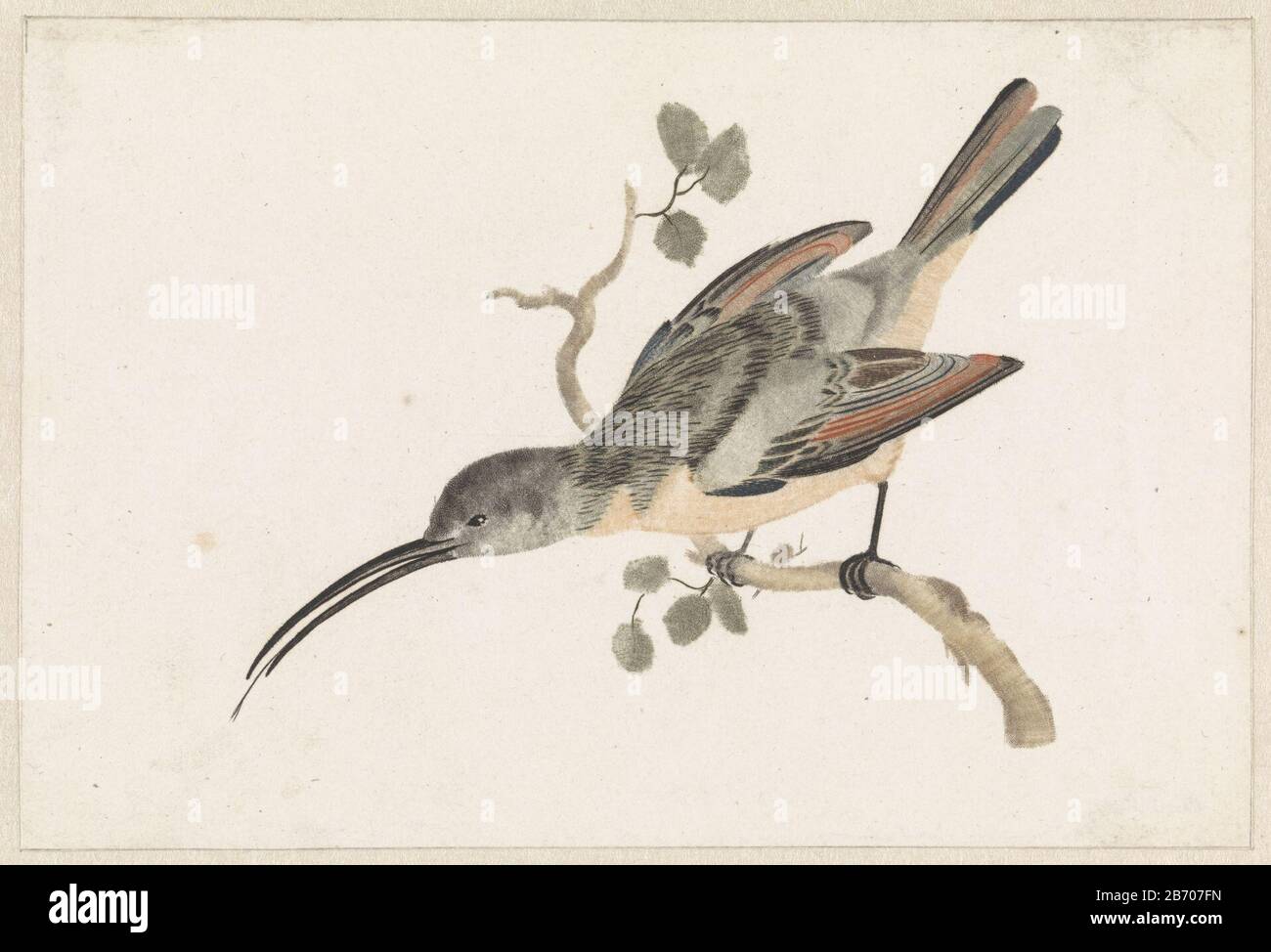 Kolibrie op een tak naar links Hummingbird on a branch to the left object type: picture Item number: RP-P-1882-A 5531 Inscriptions / Brands: collector's mark, verso, stamped (twice) Lugt 2228 Manufacturer : printmaker: anonymous supervision Johan Teylerstraat Place manufacture: Netherlands Date: 1688 - 1698 Physical features: engra and mezzotint à la poupée in red, blue, yellow, green, brown and black material: paper Technique: engra (printing process) / mezzotint / à la poupée / color dimensions: sheet: h 120 mm × W 177 mm Subject: other birds (with NAME) Stock Photo