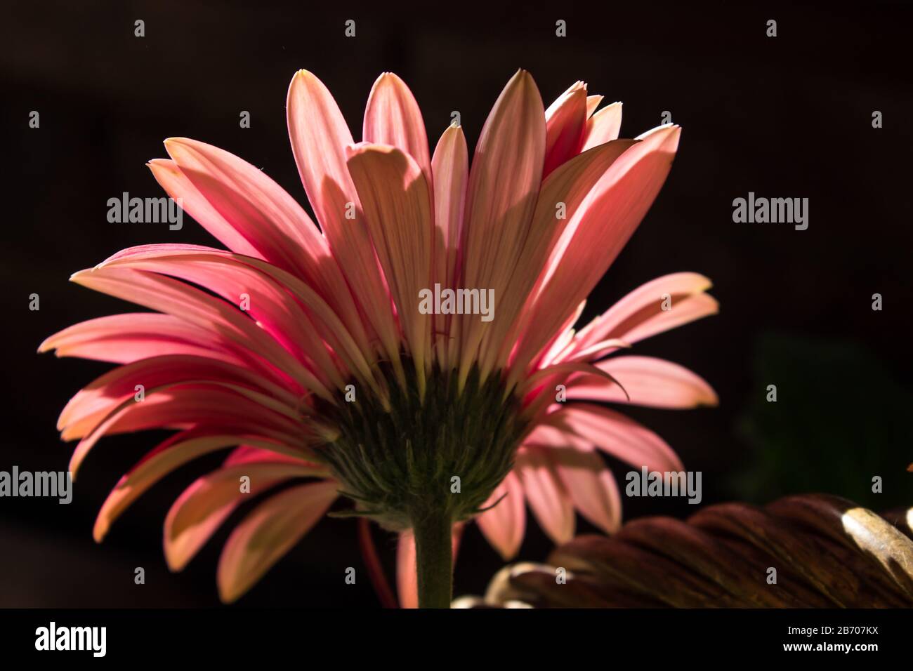 Back view of a backlit pink Baberton Daisy (Gerbera Jamesoni) with a dark background Stock Photo