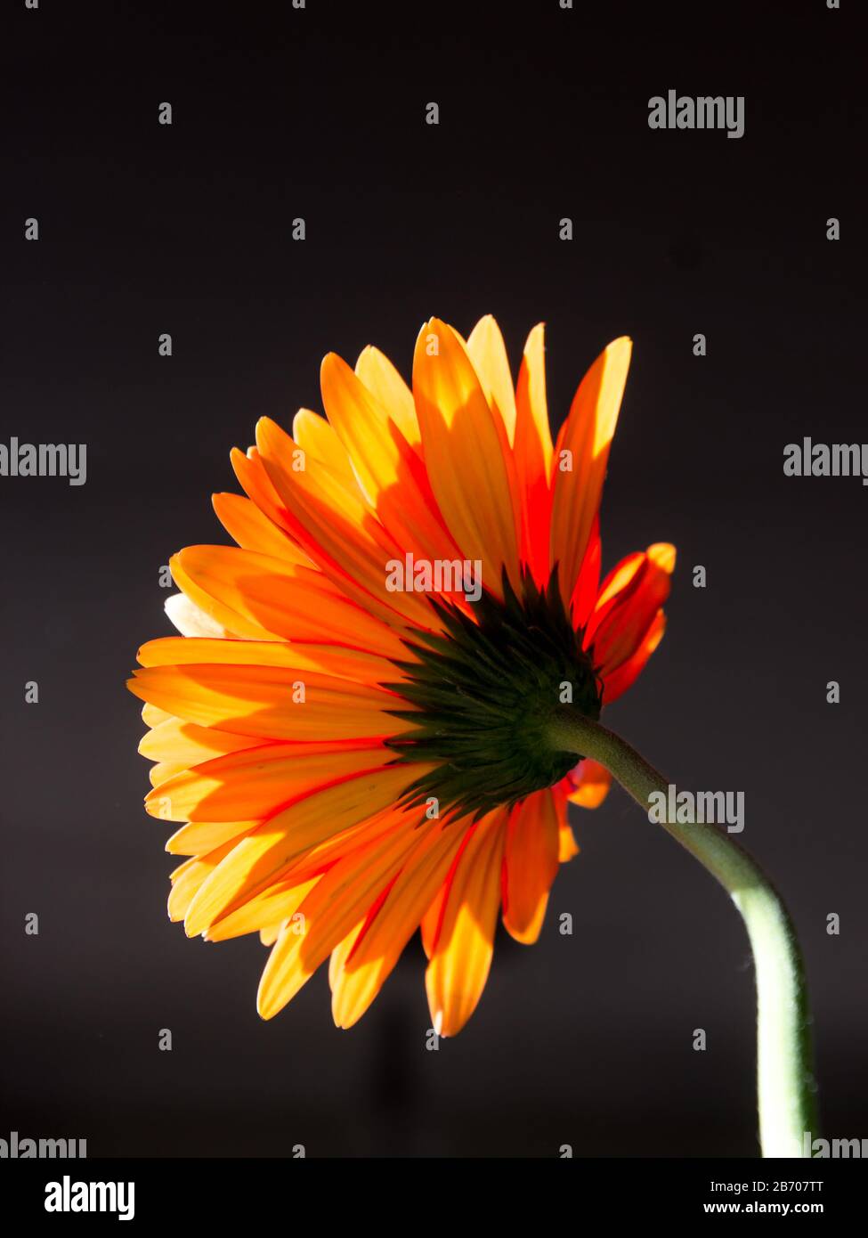 Back view of a back-lit orange Baberton Daisy (Gerbera Jamesoni) with a dark background Stock Photo