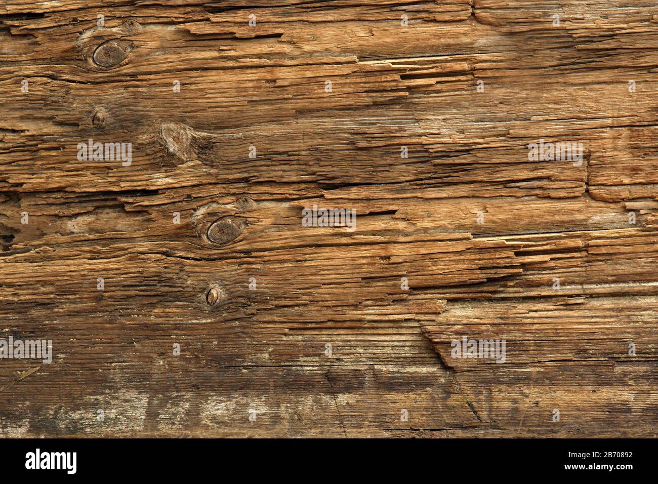 very Old wooden plank damaged by salted sea water, visible wood grain and knots. very old timber texture. warm light Stock Photo