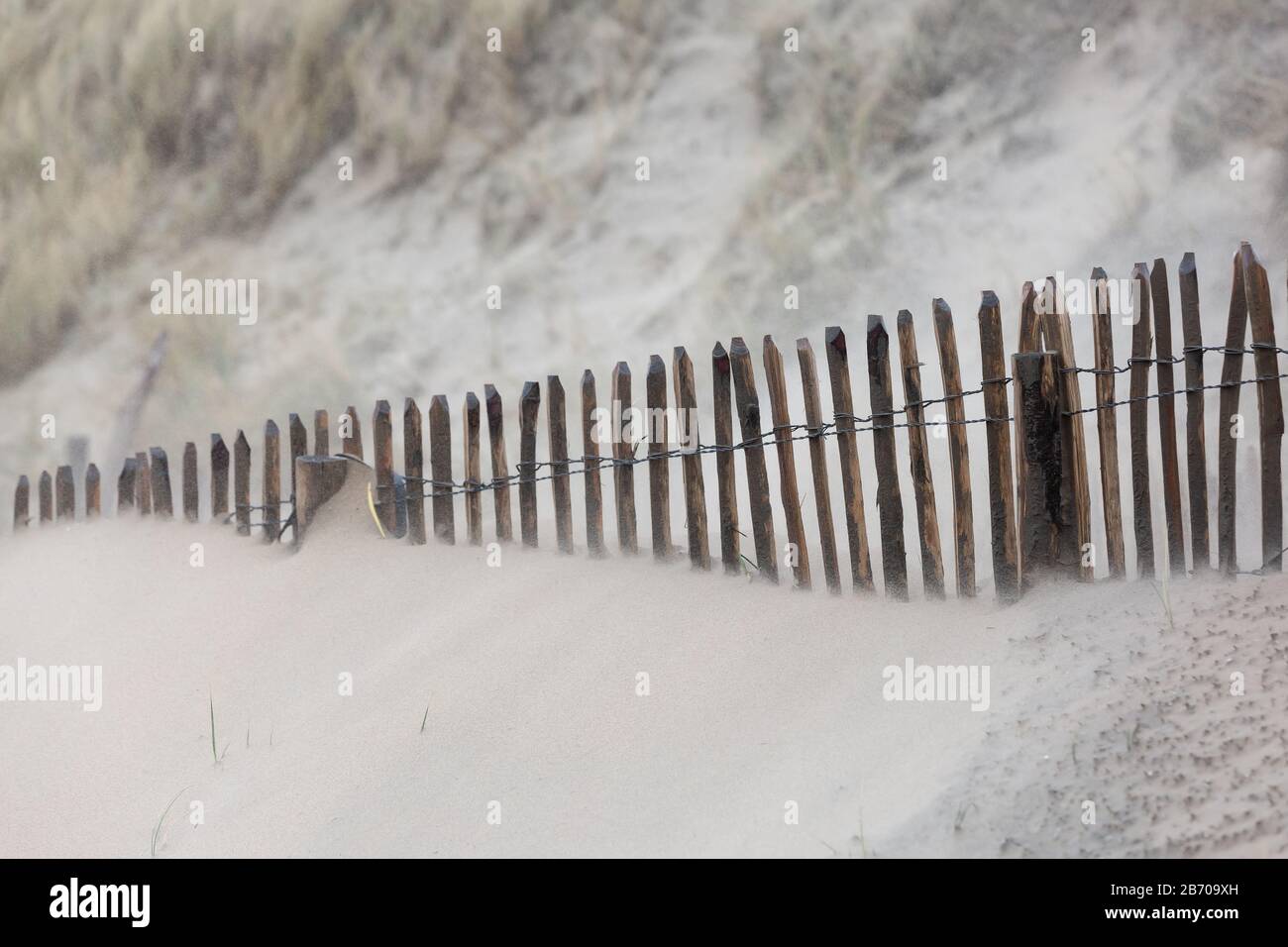 heavy storm day in the dunes of Bloemendaal aan Zee, Netherlands Stock Photo