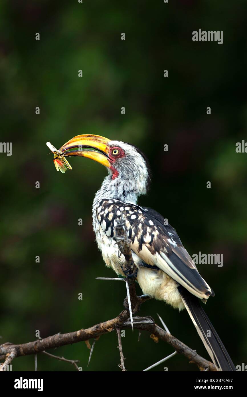 Southern Yellow-billed Hornbill with Locust prey in the Kruger National Park, South Africa Stock Photo
