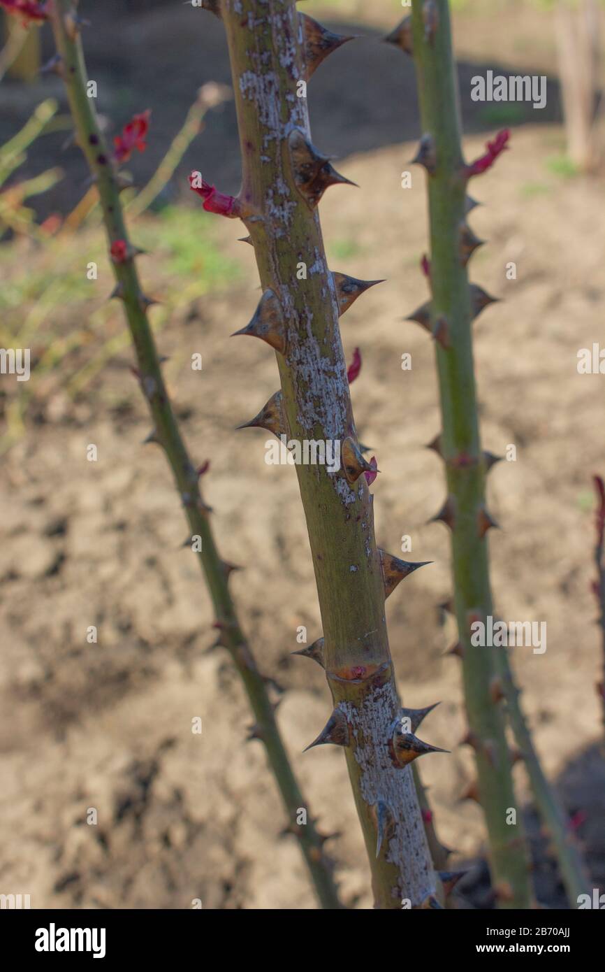 Shoot of rose bush with spikes in spring, damage to plant disease. Plant care and pest and disease management. Stock Photo