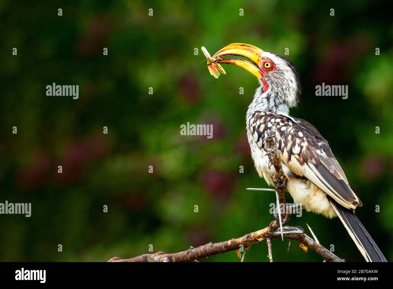 Southern Yellow-billed Hornbill with Locust prey in the Kruger National Park, South Africa Stock Photo