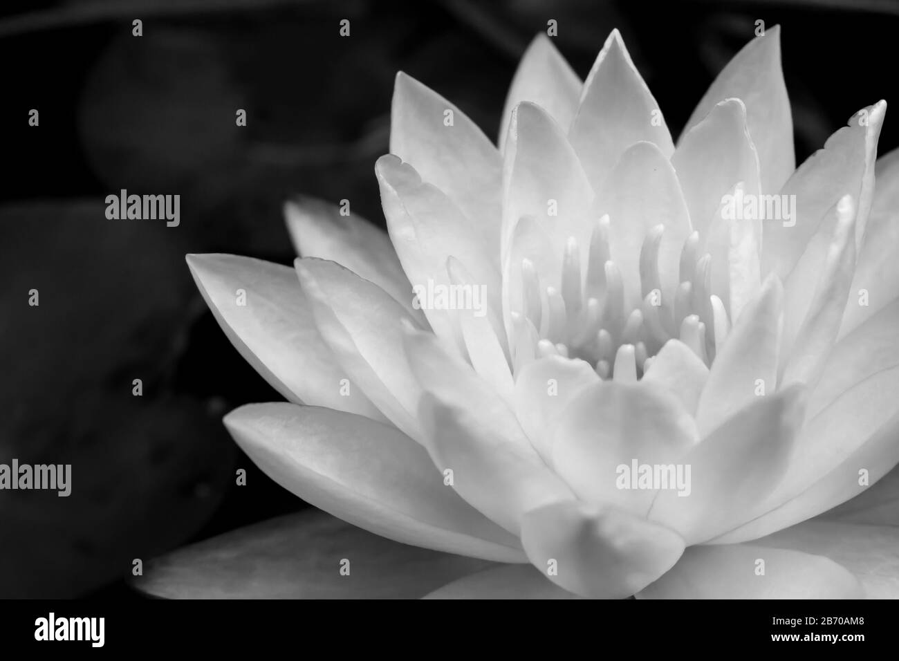Close-up of a waterlily (Nymphaea) flower, in monochrome, with a dark background Stock Photo