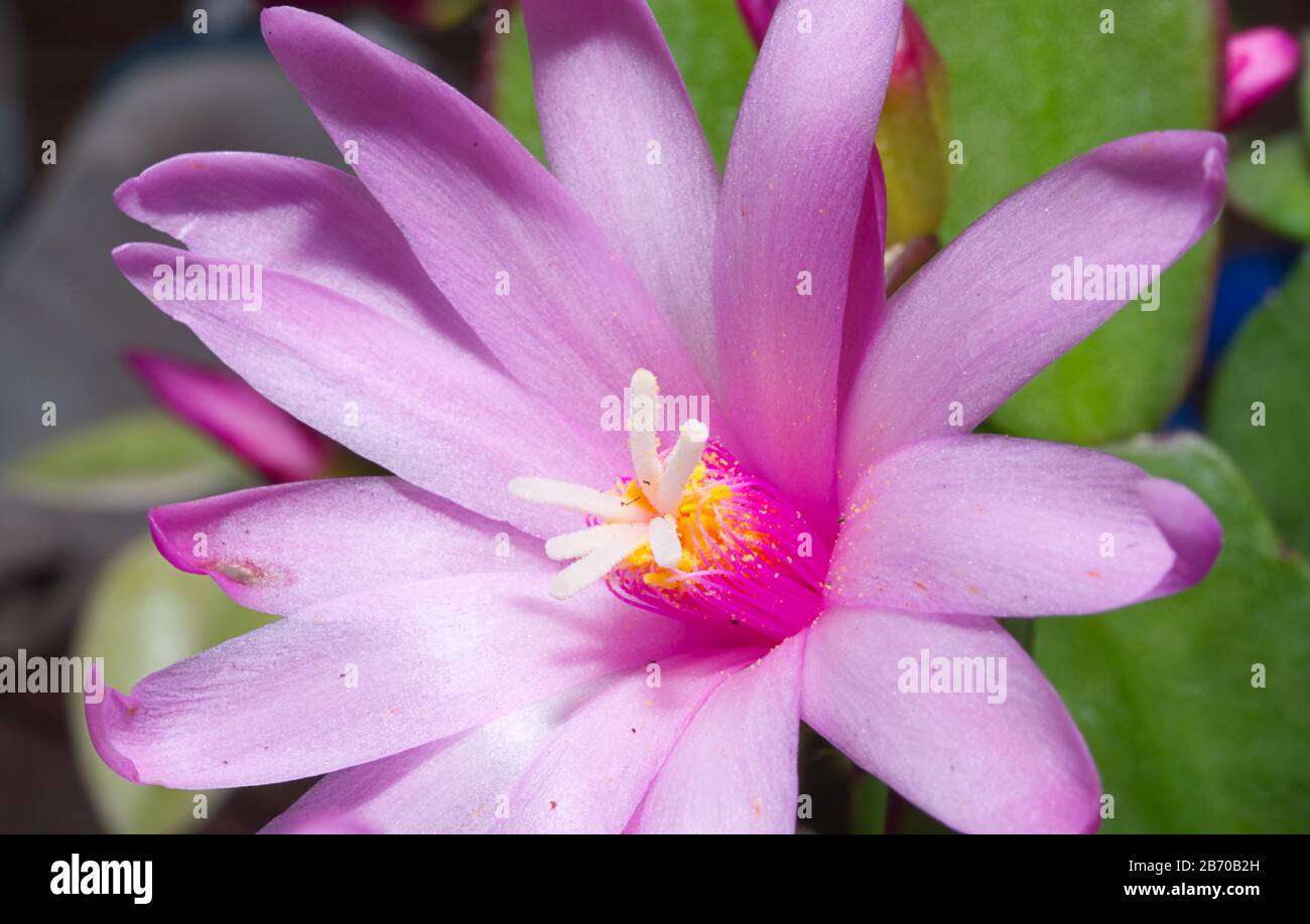 Purple perennial flower shot up close Stock Photo