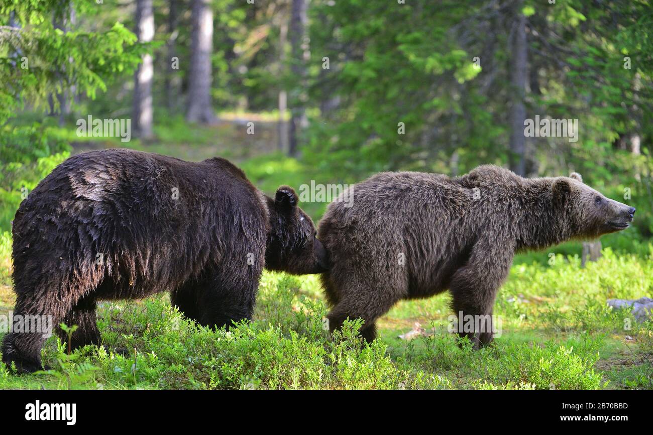 Male and female brown bears sniff at each other during the mating season. Scientific name Ursus