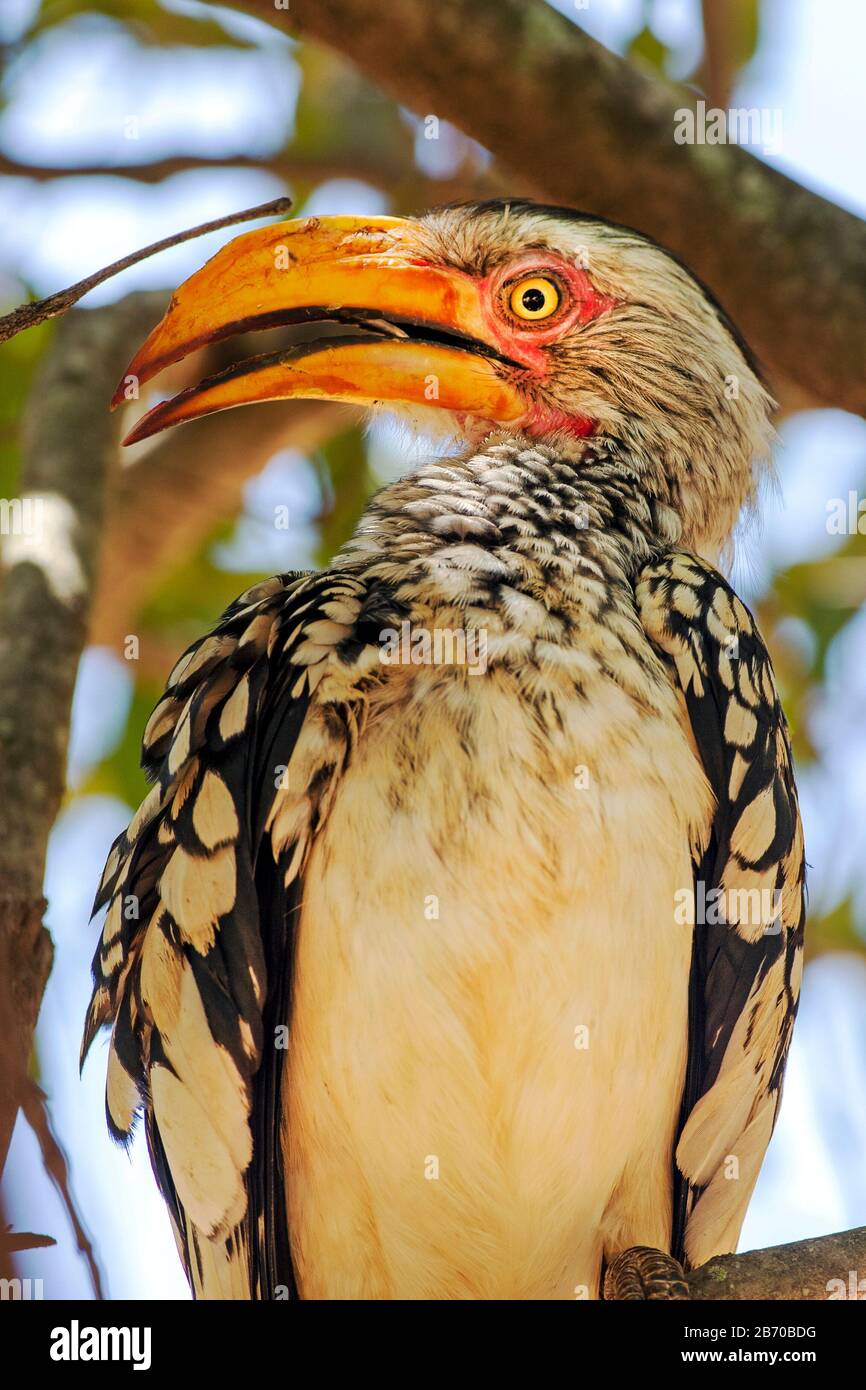 Southern Yellow-billed Hornbill in the Kruger National Park, South Africa Stock Photo