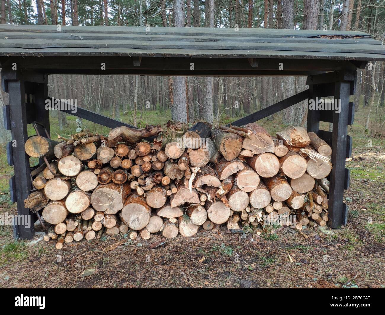 Stacked pine firewood logs in storage in forest Stock Photo Alamy