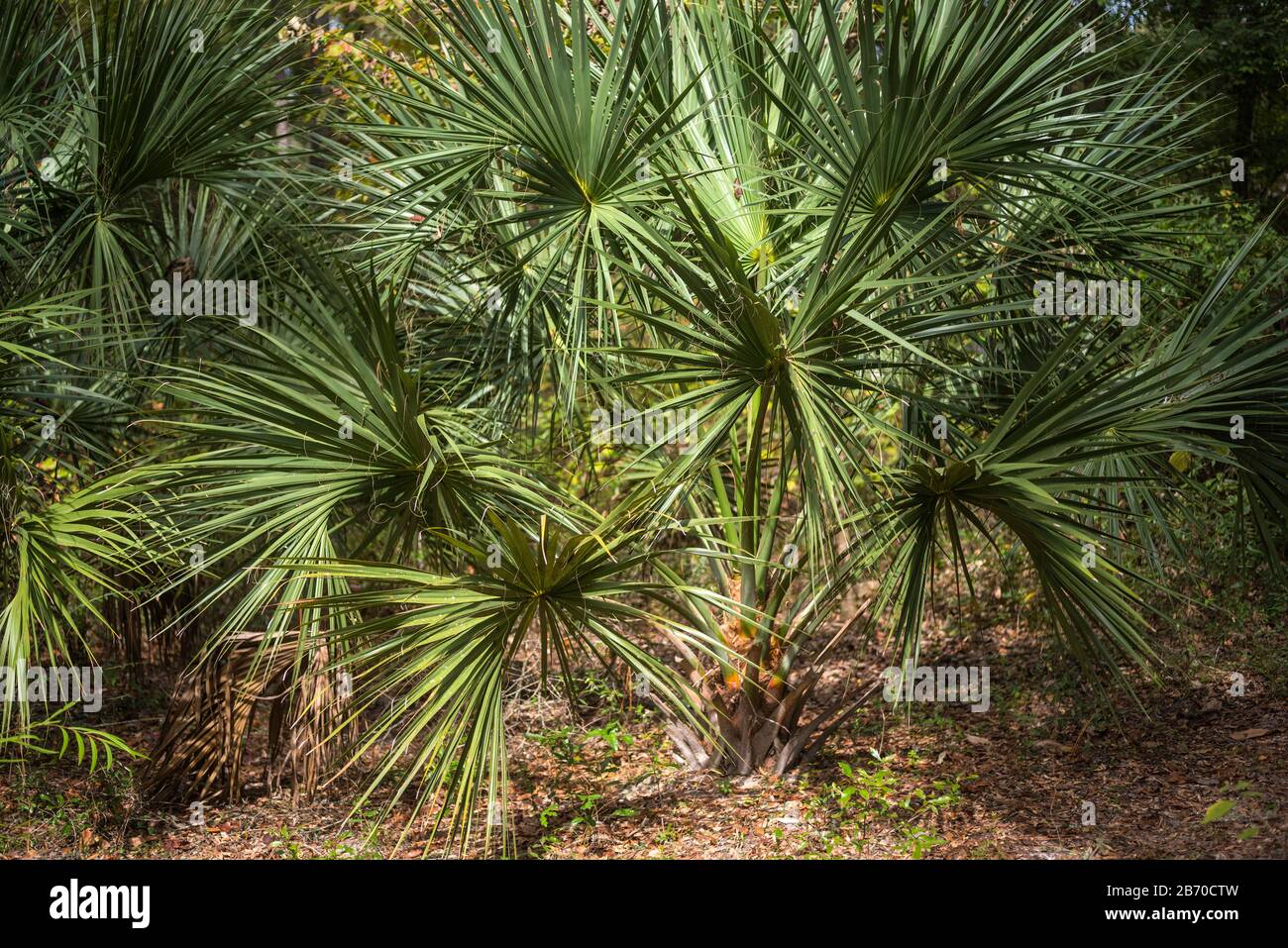 Sabal Palm Trees growing in the woods of North Central Florida. Stock Photo