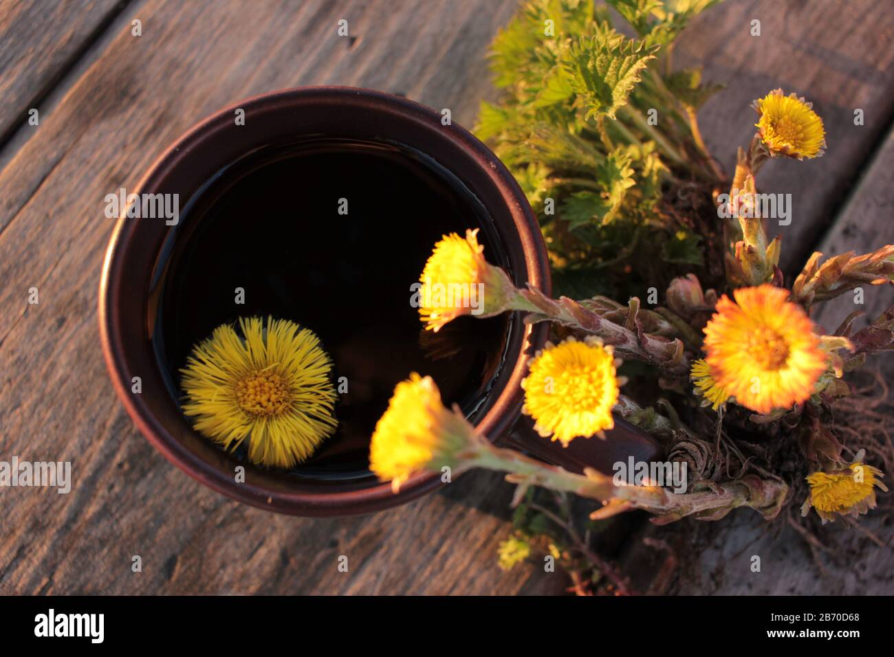 Foraging for plant roots hi-res stock photography and images - Alamy
