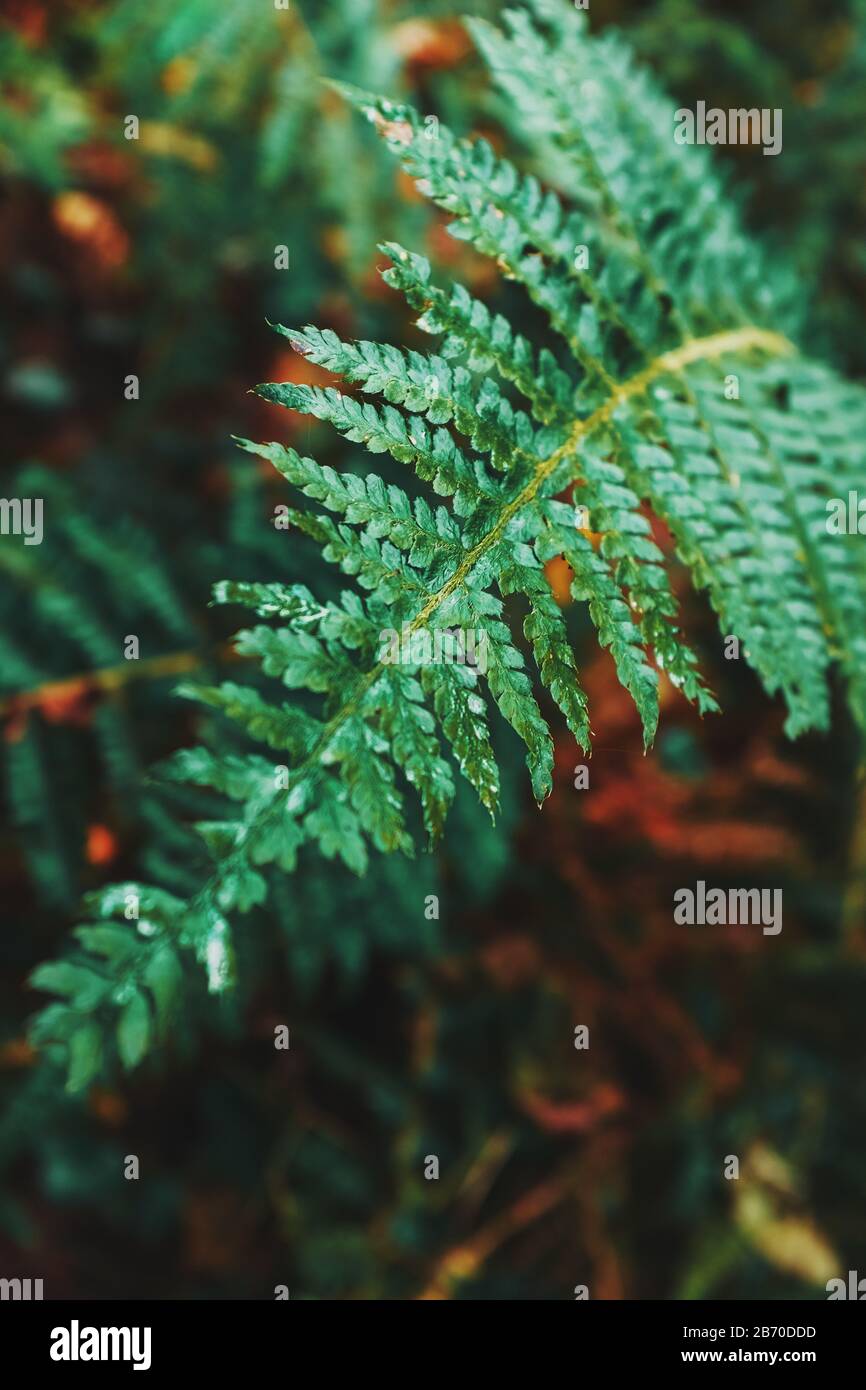 Fern leaf in the autumn forest of the Caucasus. View from above Stock Photo