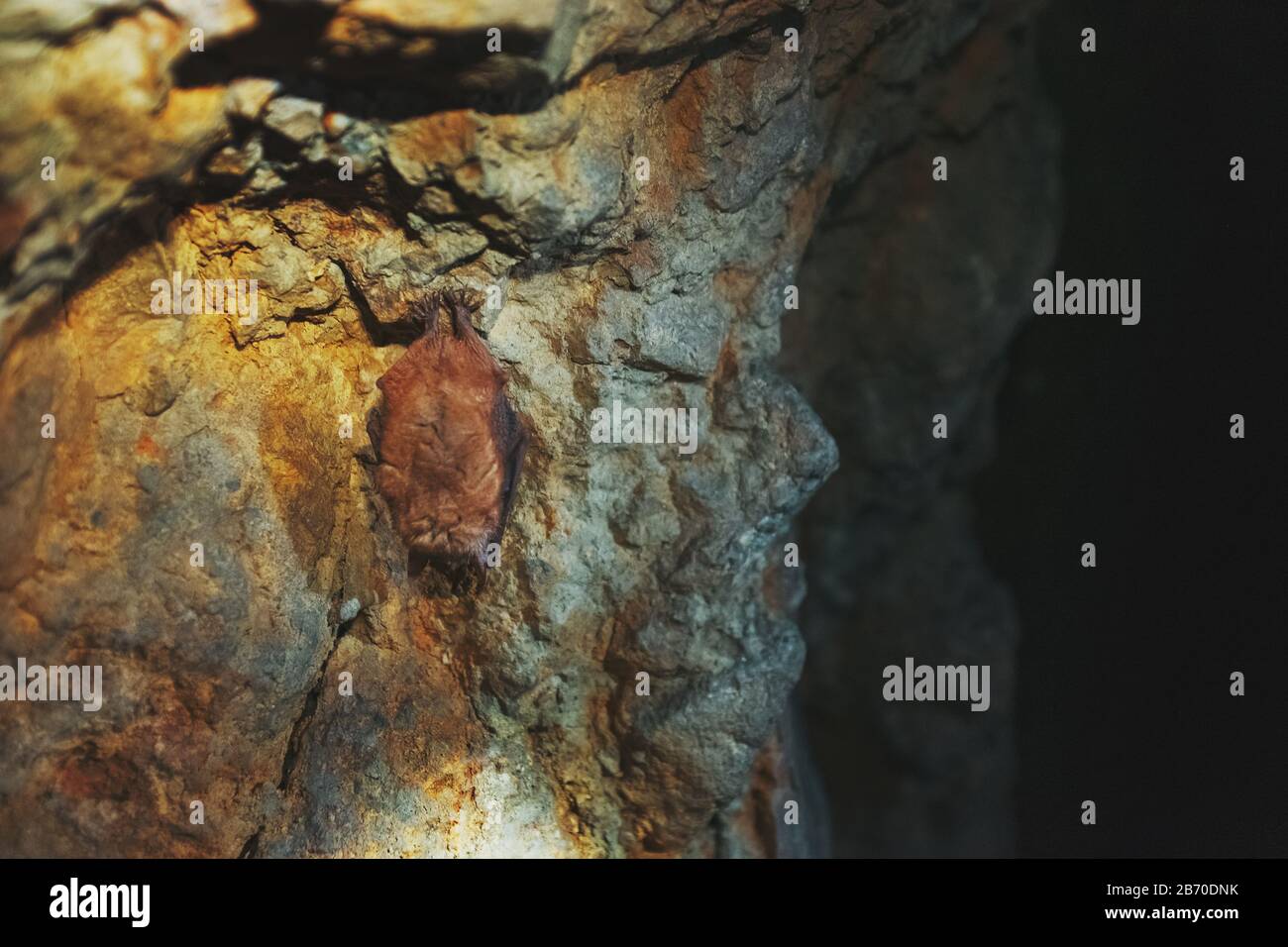 A brown bat hangs upside down in a cave. Night predators in the wild