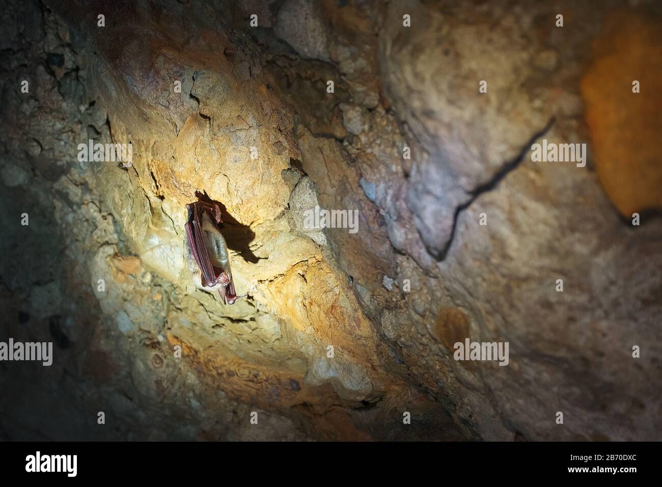 A brown bat hangs upside down in a cave. Night predators in the wild