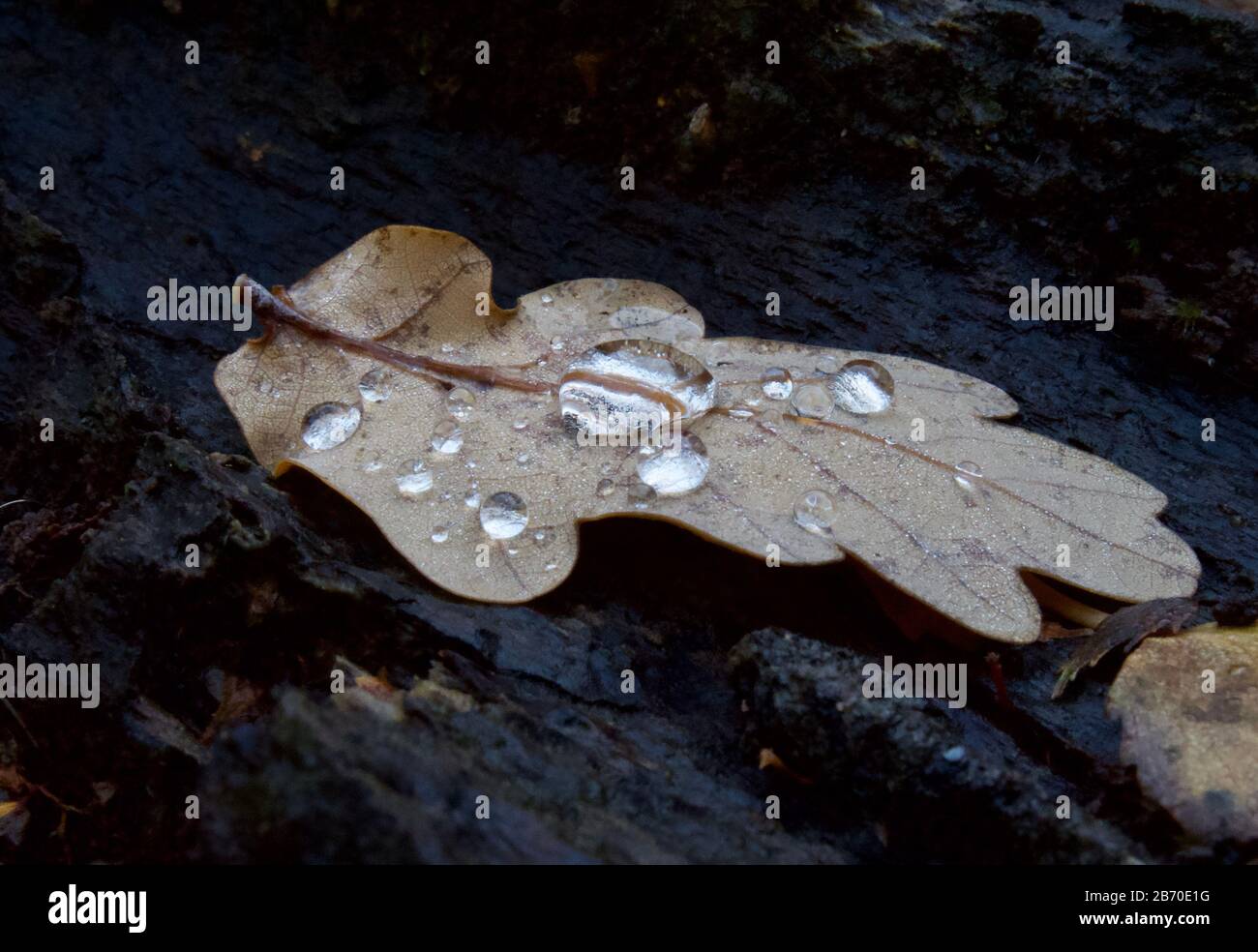 Fallen oak leaf water hi-res stock photography and images - Alamy