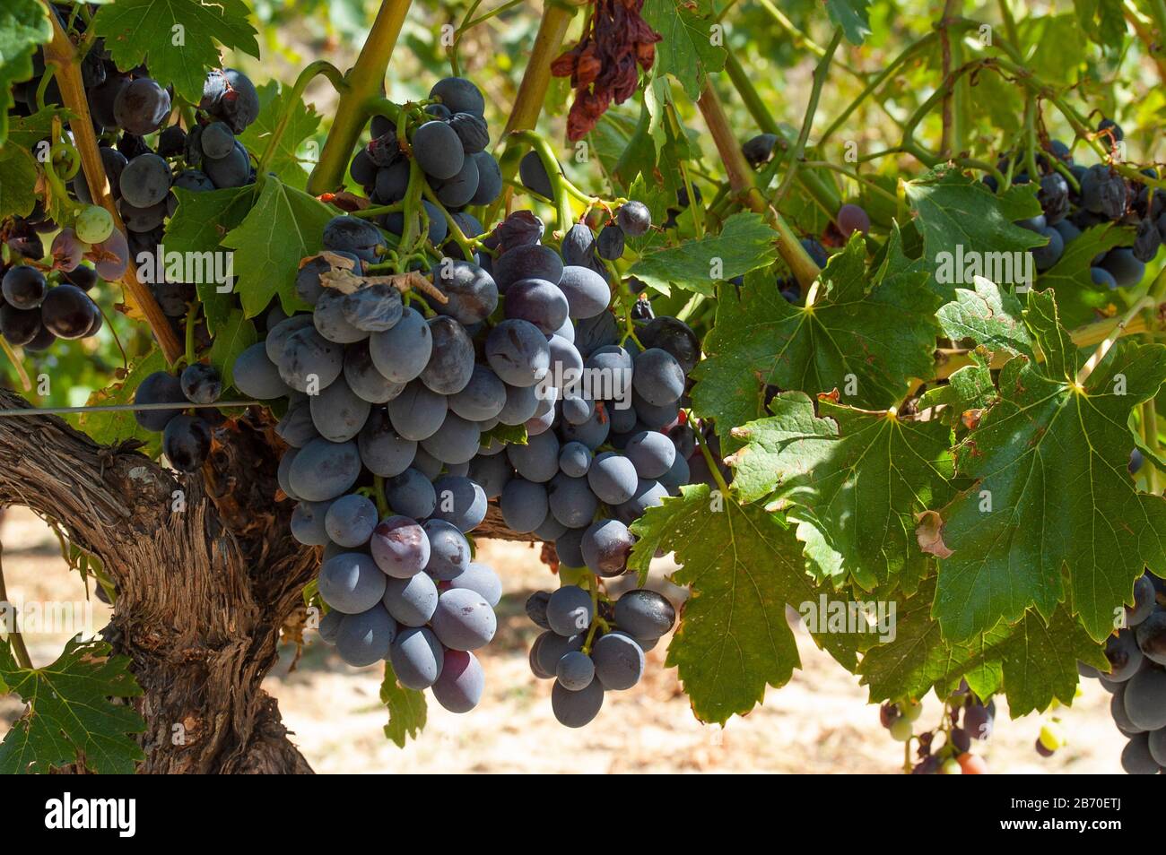 Grapes on Vines in Burgundy, France Stock Photo Alamy
