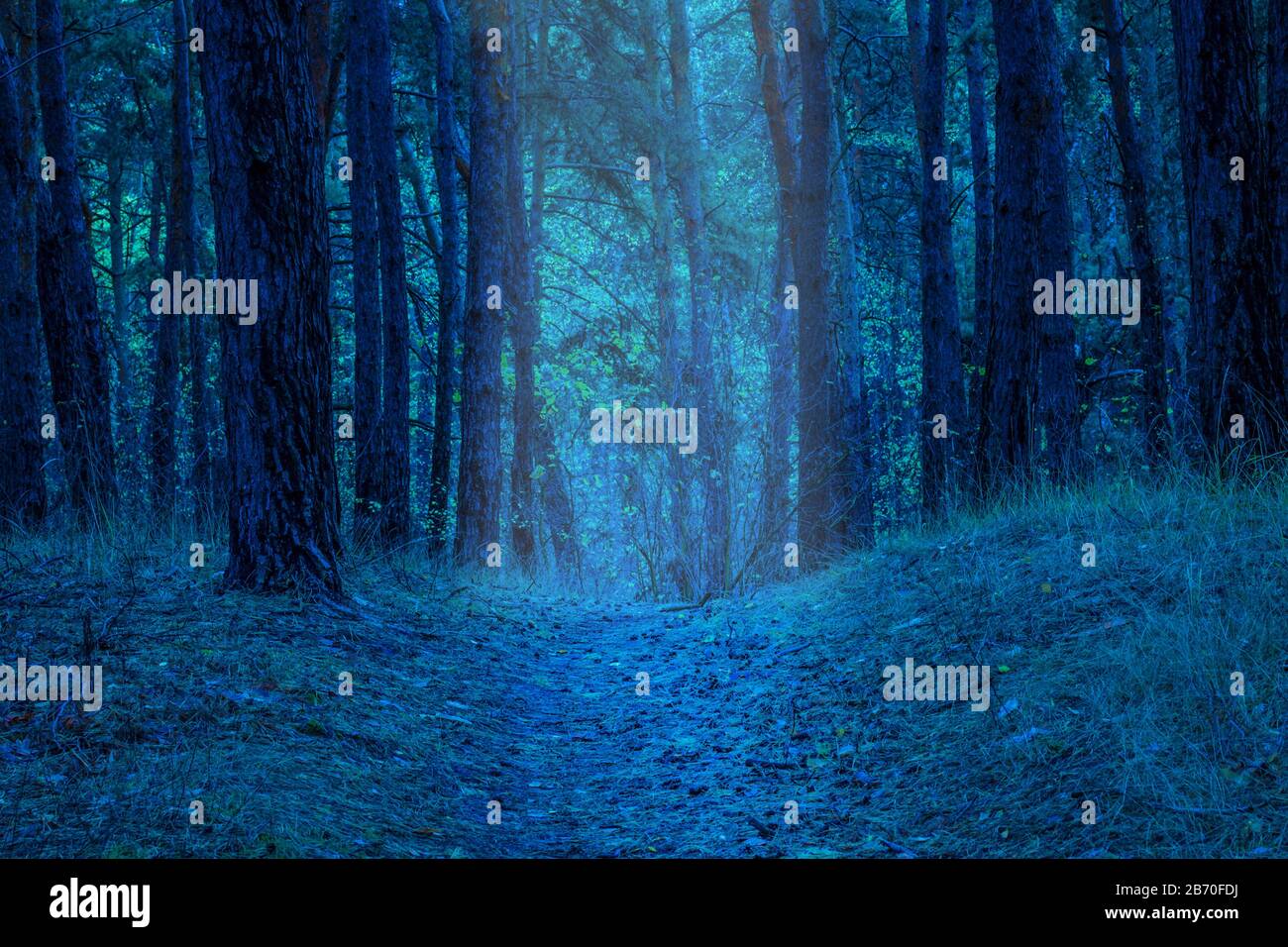 Path Brightly Illuminated At Night In A Mysterious Forest Entrance To A Magical Place With Tall Pine Trees Is Breathtaking And Beautiful Stock Photo Alamy