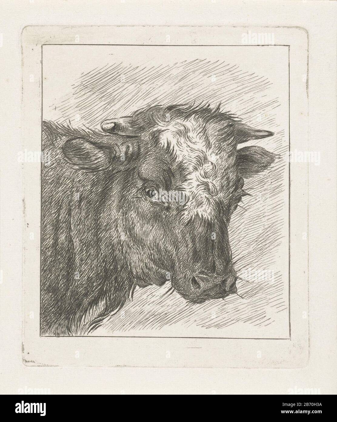 Fantastisch Goed doen Correctie Kop van een koe met witte kol Head of a cow with white kol Object Type :  picture Item number: RP-P-1885-A-8786Catalogusreferentie: Hippert & Linnig  11Opmerking: 2 (6), 6 states in the Rijksmuseum