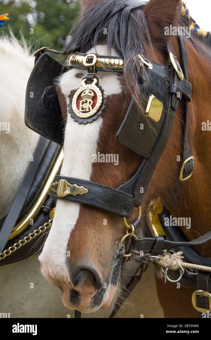 Working shire horse ploughing hi-res stock photography and images - Alamy