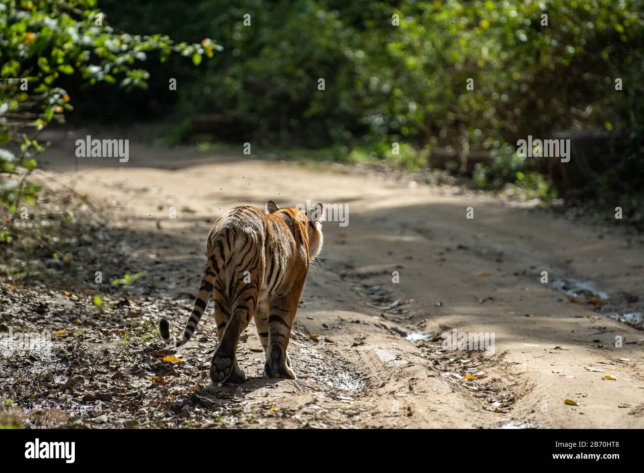 Size in the bengal tiger (Panthera tigris tigris) by TheModes on