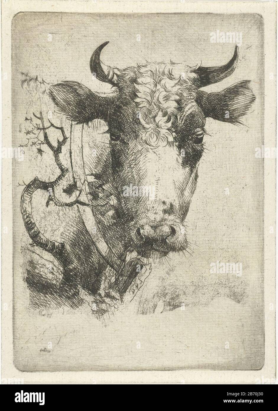 Kop van koe met halsband Head of cow with necklace object type: picture Item number: RP-P-1882-A 5955 Inscriptions / Brands: collector's mark, verso, stamped: Lugt 2228 Manufacturer : printmaker Dirk Dirksen Place manufacture: Rotterdam Date: 1821 - 1885 Physical features: etching material: paper Technique: etching dimensions: plate edge: h 129 mm × W 91 mm Subject: cow Stock Photo