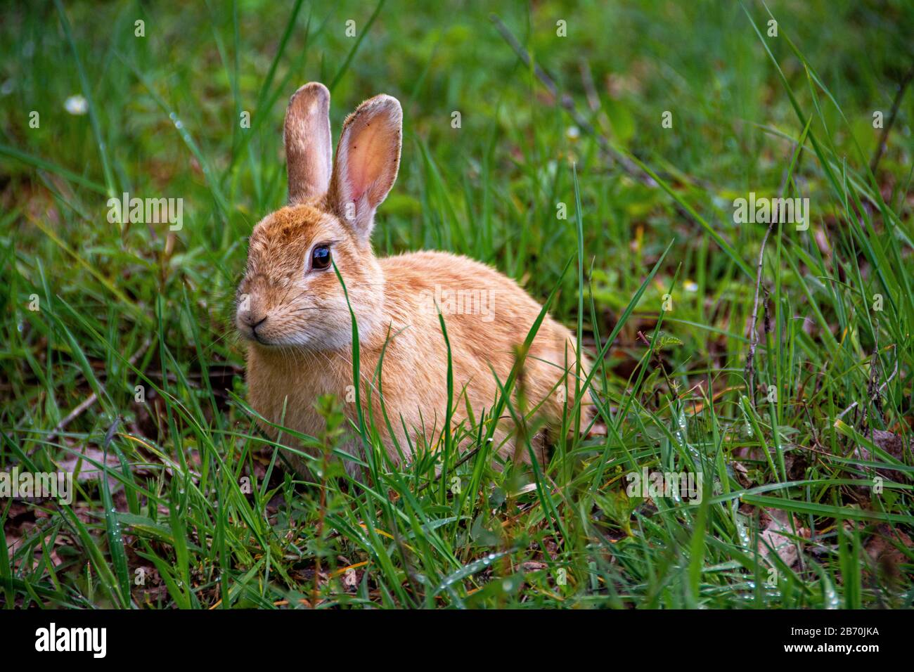 Little cute village in alpine hi-res stock photography and images - Alamy