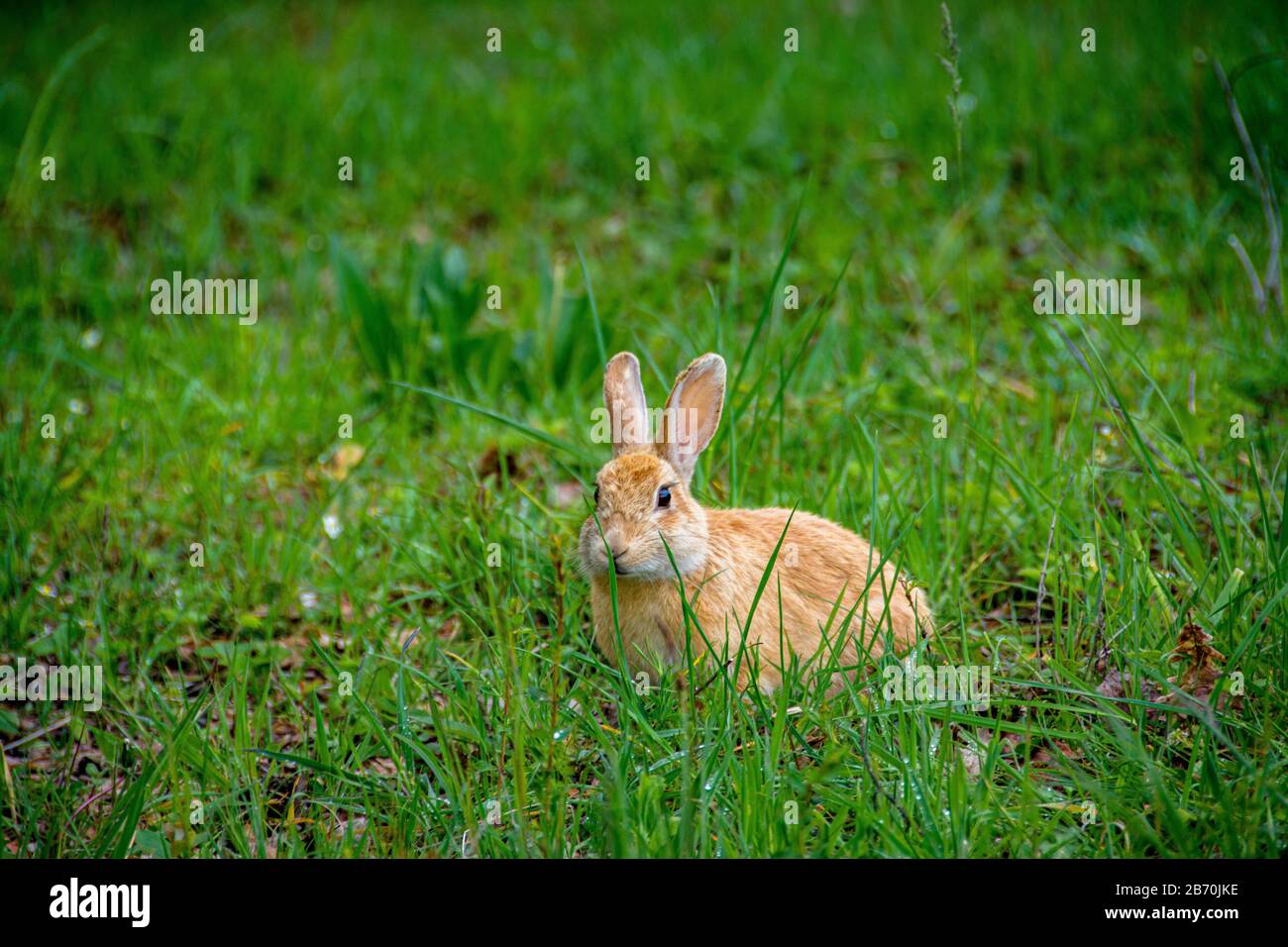 Little cute village in alpine hi-res stock photography and images - Alamy