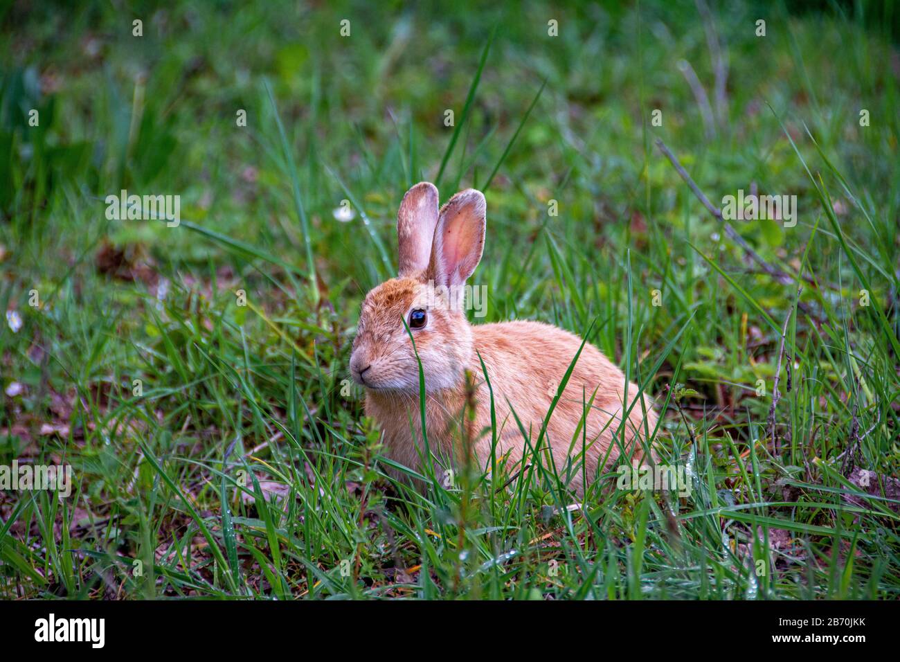 Little cute village in alpine hi-res stock photography and images - Alamy
