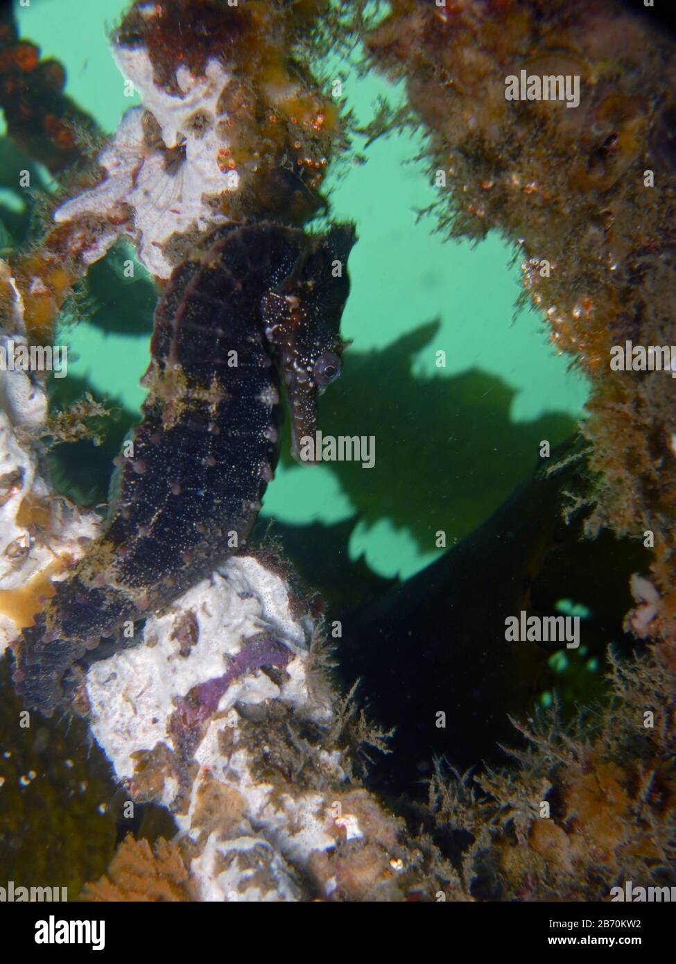 Close up of a brown colored Whites seahorse, sea horse (Hippocampus Whitei) clinging at the shark net of Watsons Bay aquatic pool Stock Photo
