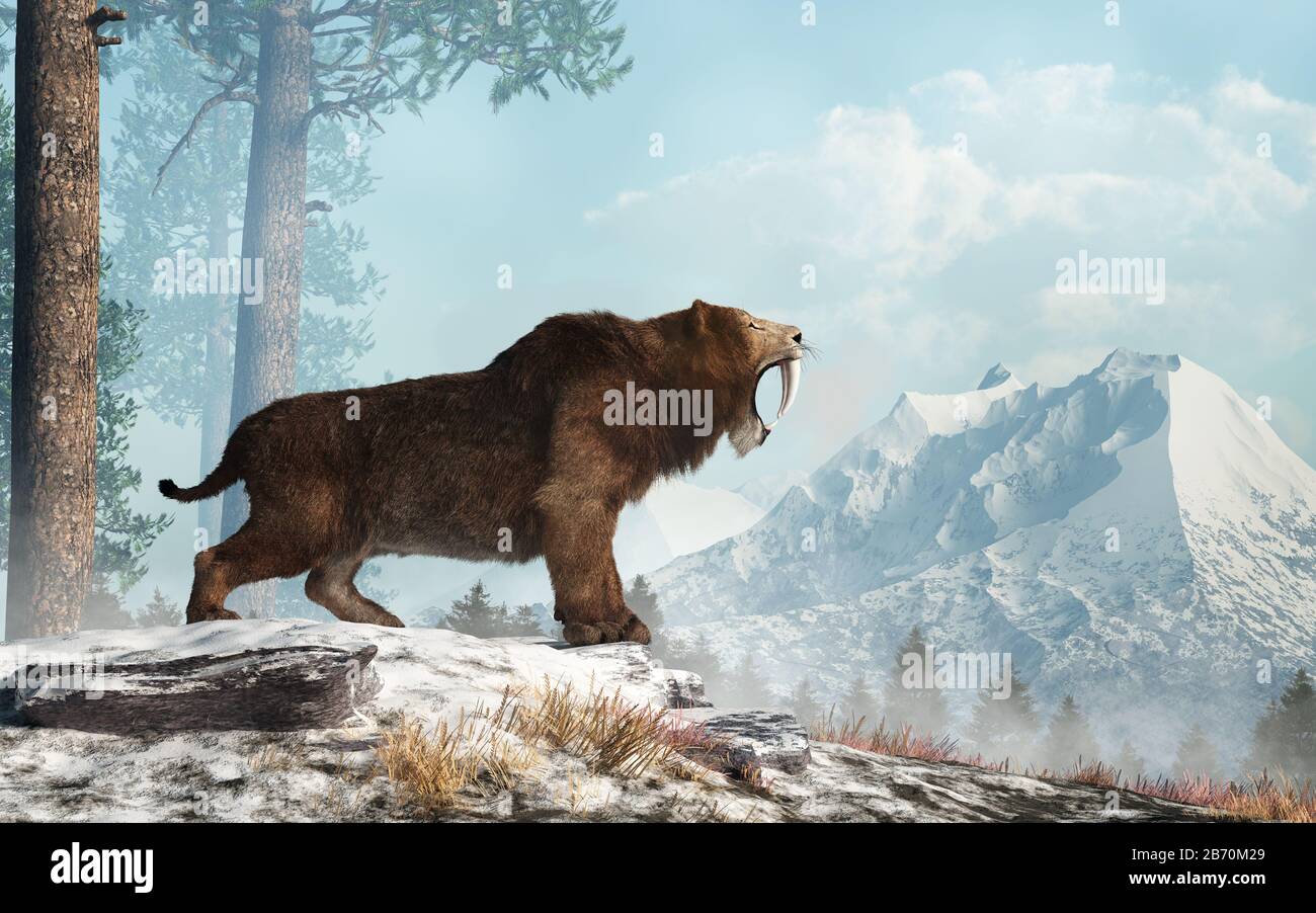 A saber tooth cat stands on a snowy hill and roars into the valley below.  Smilodon populator, the largest cat ever, lived during the Pleistocene era Stock Photo