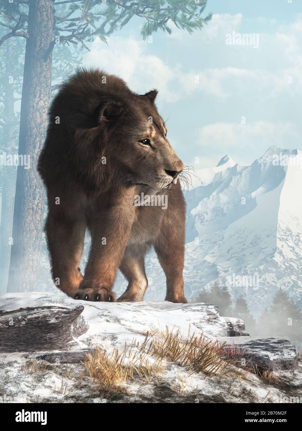 A saber tooth cat stands on a snowy hill and glances into the valley below.  Smilodon populator, the largest cat ever, lived during the Pleistocene er Stock Photo