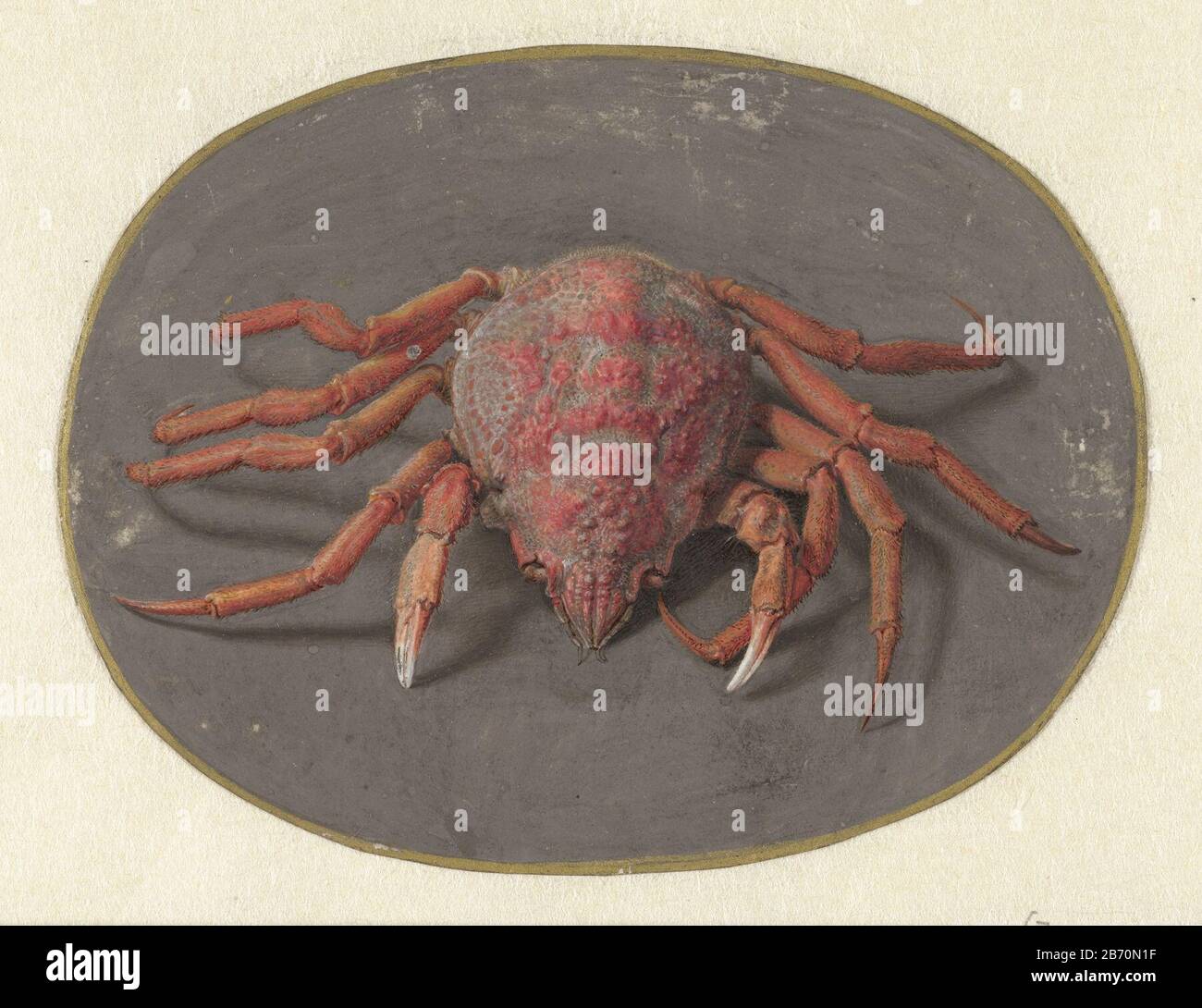 Krab Dieren (serietitel) Crab Animals (series title) Object Type: drawing Serial Number: 7 / 8Objectnummer: RP-T-1884-A-330G Manufacturer :  draftsman: Jan Augustin van der Goes Date: 1690 - 1700 Physical characteristics: brush in body color in colors, gouache , on parchment material: parchment gouache finishing paint (water) Measurements: h 85 mm (oval) b × 112 mm Subject: crustaceans: crab Stock Photo
