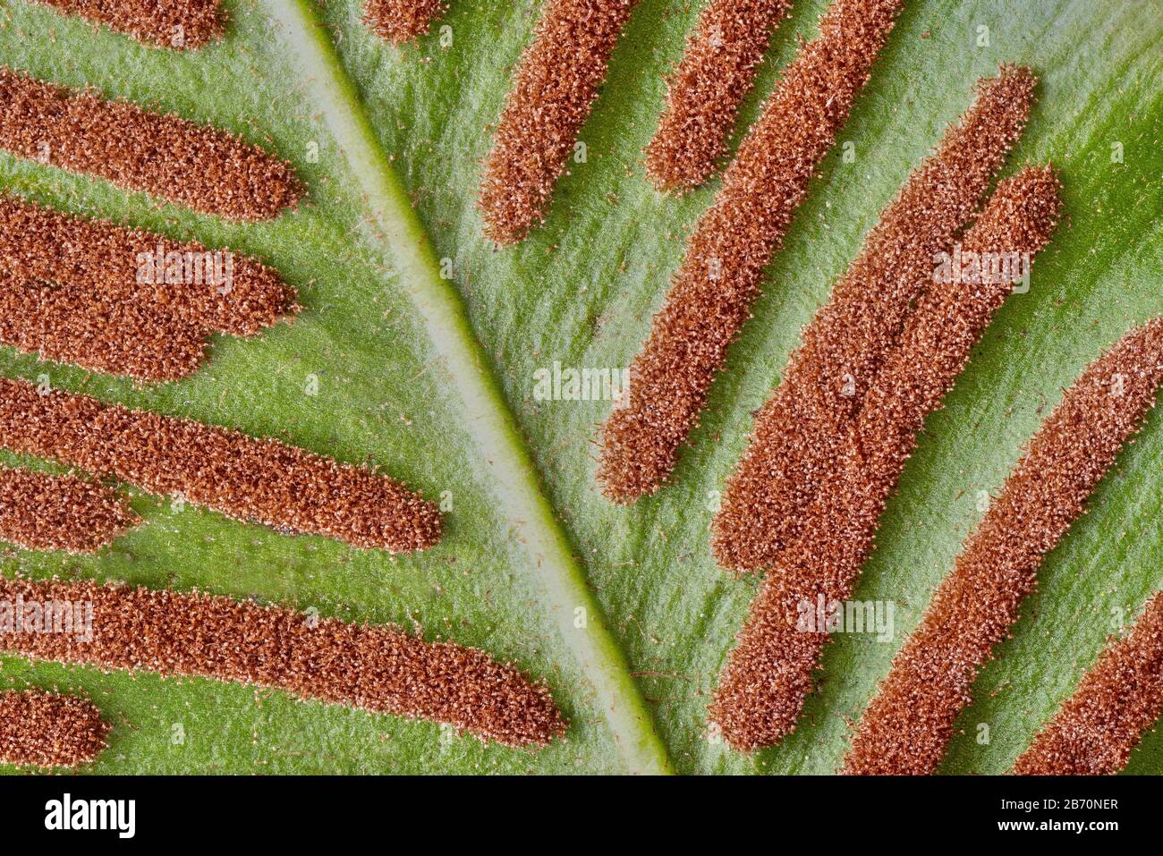 Elongated sori of Hart's Tongue fern Phyllitis or Asplenium scolopendrium on the underside of leaves - Somerset UK Stock Photo