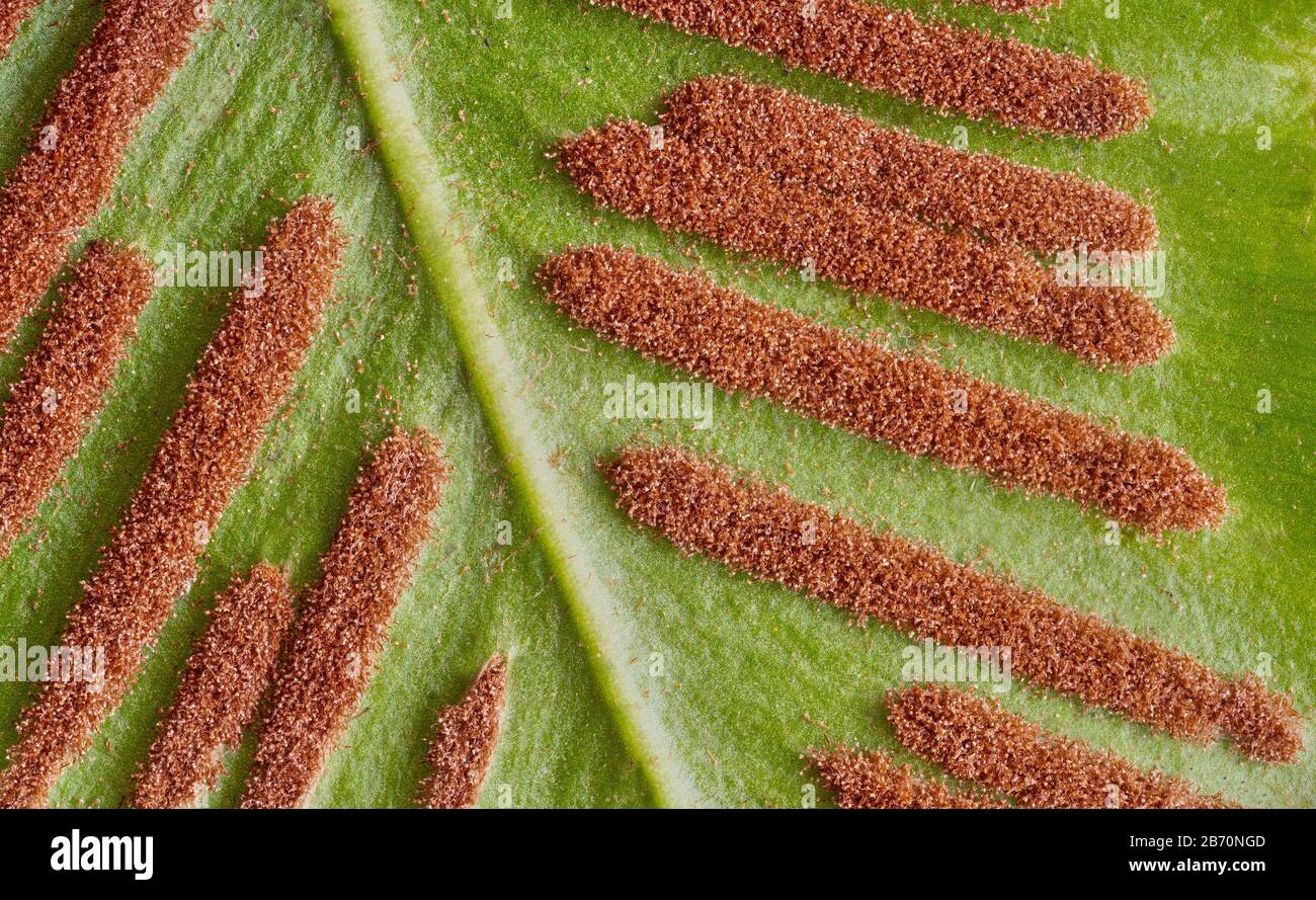 Elongated sori of Hart's Tongue fern Phyllitis or Asplenium scolopendrium on the underside of leaves - Somerset UK Stock Photo