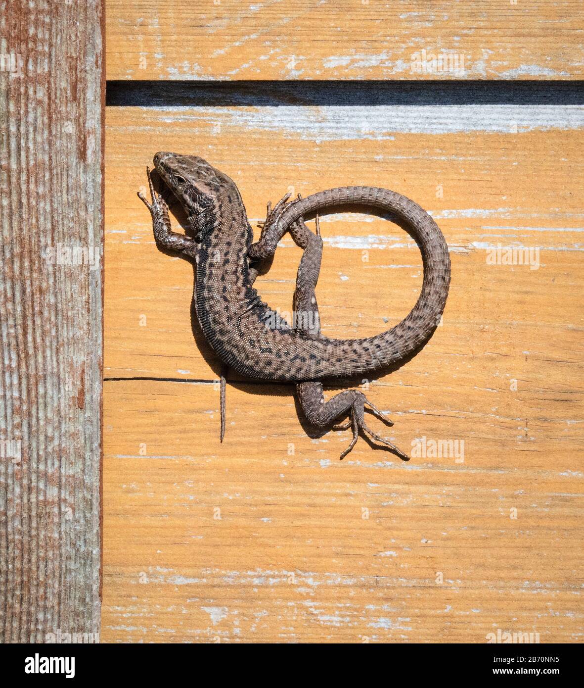 Wall Lizard Podarcis muralis basking on vertical walls of beach huts at Church Ope Cove on the Isle of Portland in Dorset UK Stock Photo