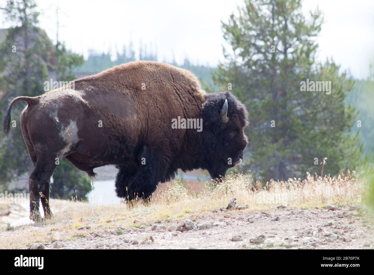 Buffalo outdoors in a feld Stock Photo - Alamy