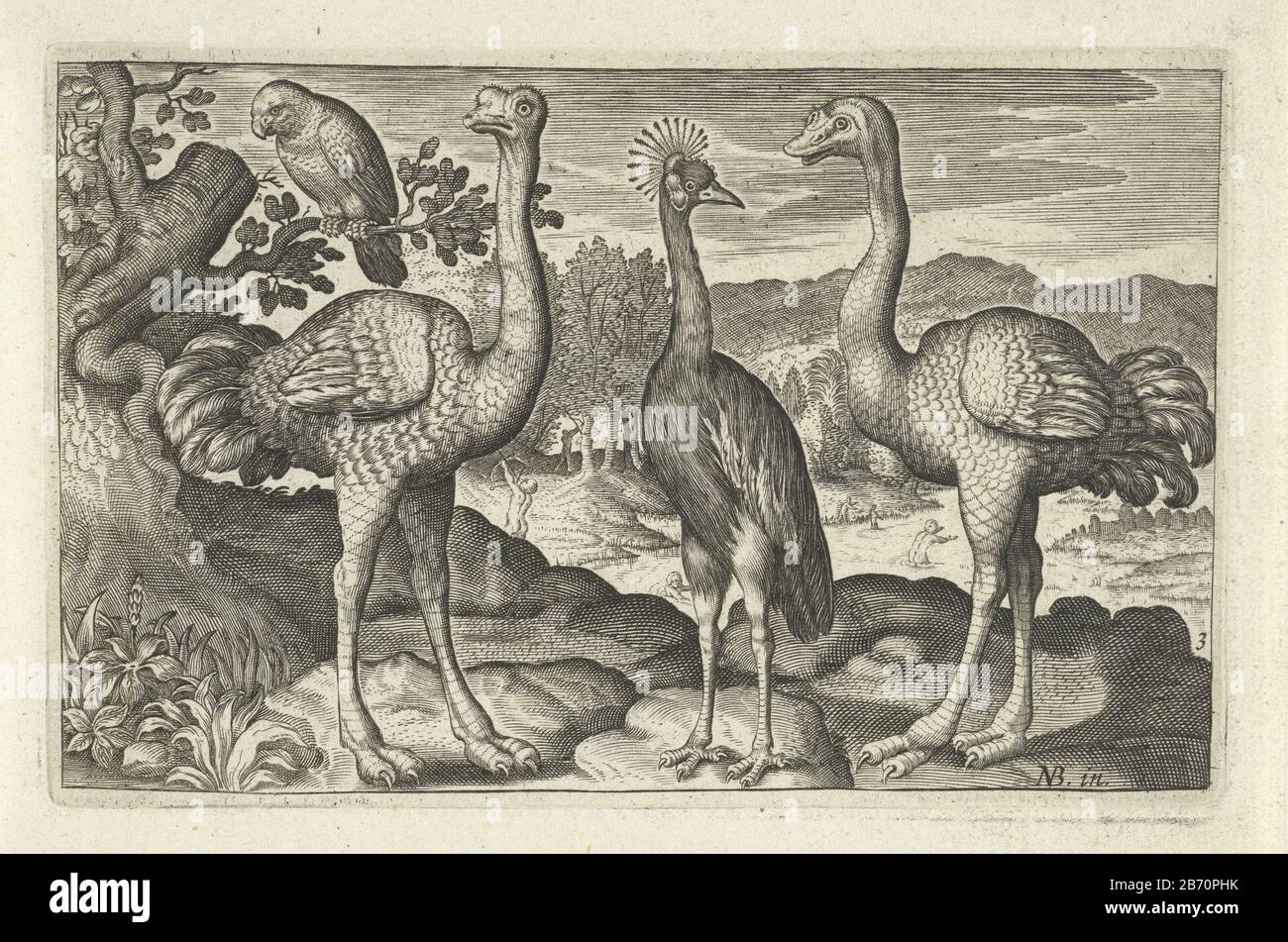 Kroonkraanvogel tussen twee struisvogels Vogels en insecten (serietitel) Crowned Crane between two ostrich birds and insects (series title) Property Type: picture Item number: RP-P-1878-A-710Catalogusreferentie: Hollstein Dutch 226-copyOrn Cat I 37 B.3 Inscriptions / Brands: collector's mark, verso under , stamped: Lugt 2228 Manufacturer : to print from: Nicolaes de Bruyn (listed building) printmaker: anonymous publisher Claes Jansz. Visscher (II) Date: 1594 - 1644 Physical characteristics: engra material: paper Technique: engra (printing process) Measurements: plate edge: h 81 mm × W 126 mmTo Stock Photo
