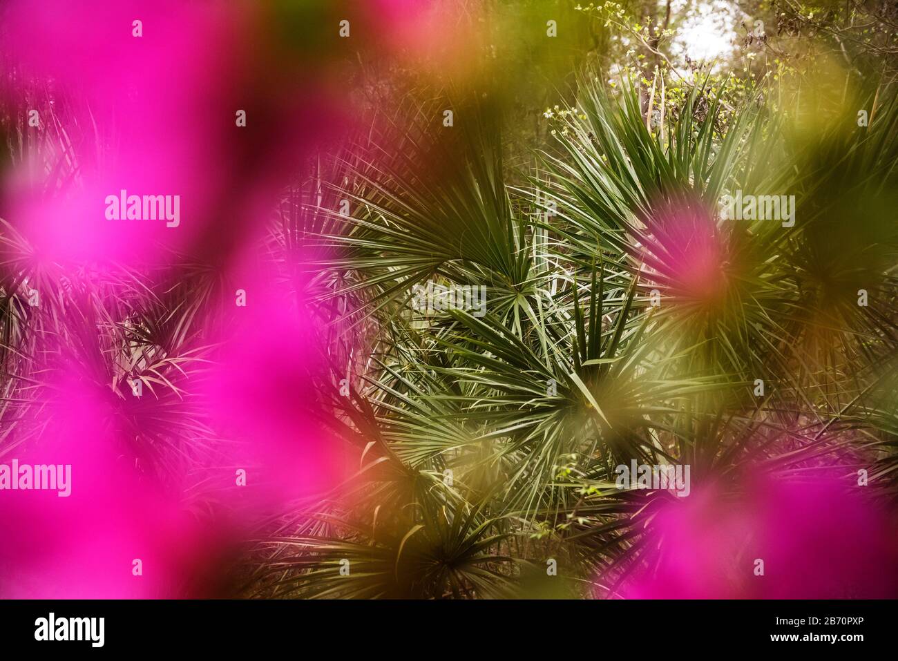 Sabal Palm Tree as viewed through beautiful winter azalea flowers in