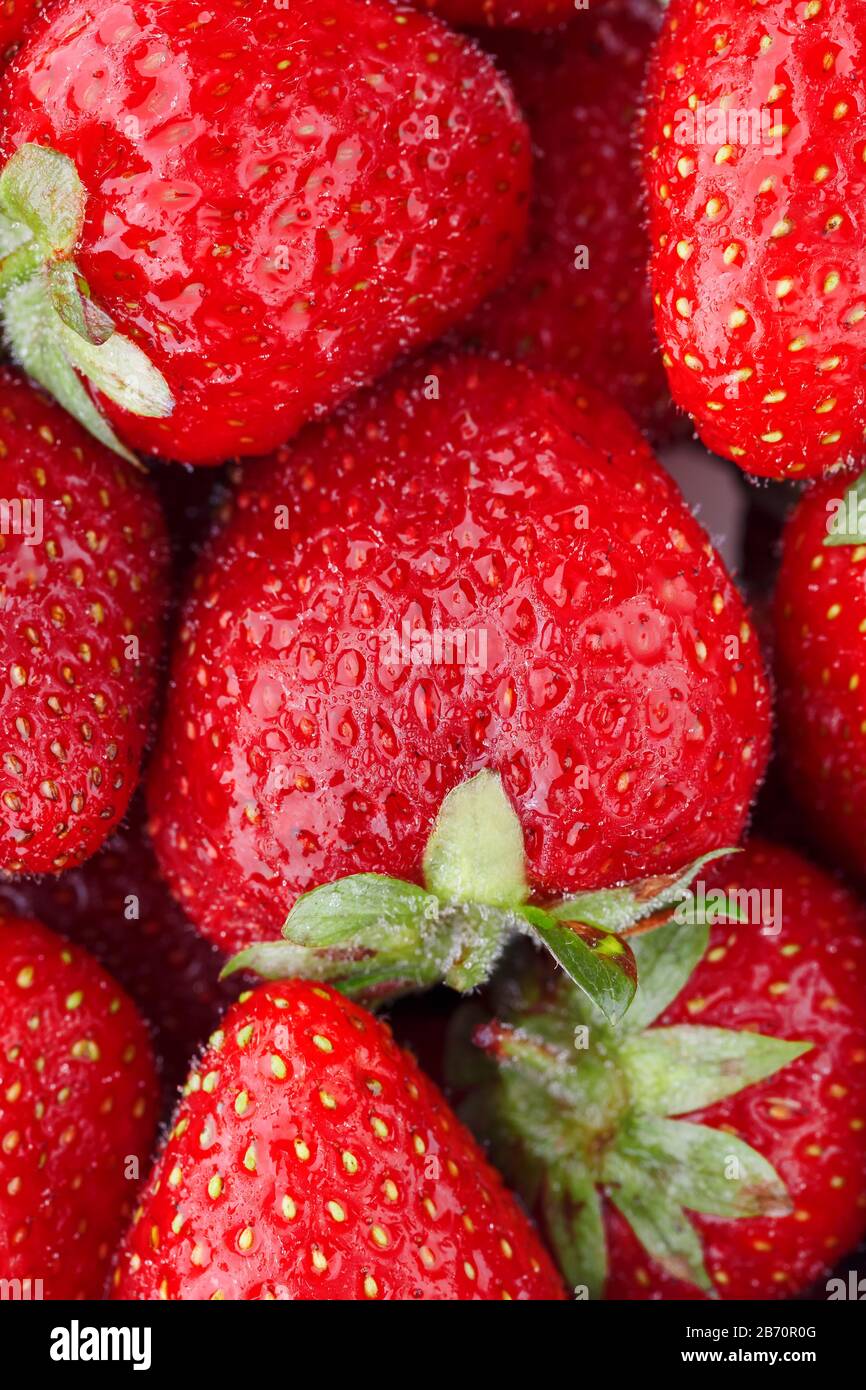 Juicy, ripe natural red strawberries without GMO. Strawberry - full ...
