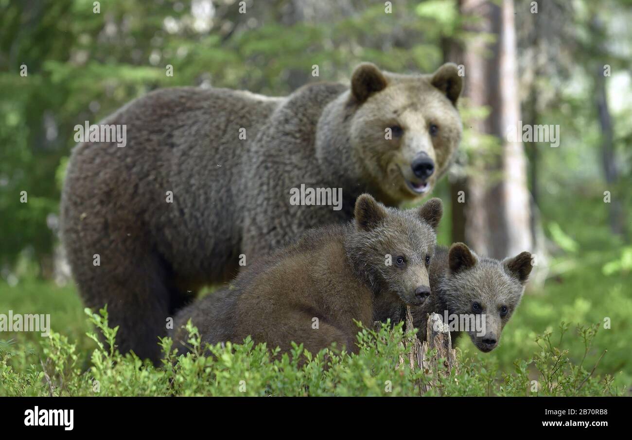 She-bear and Cubs in the summer forest. Brown bear, Scientific name: Ursus Arctos Arctos. Natural habitat. Stock Photo