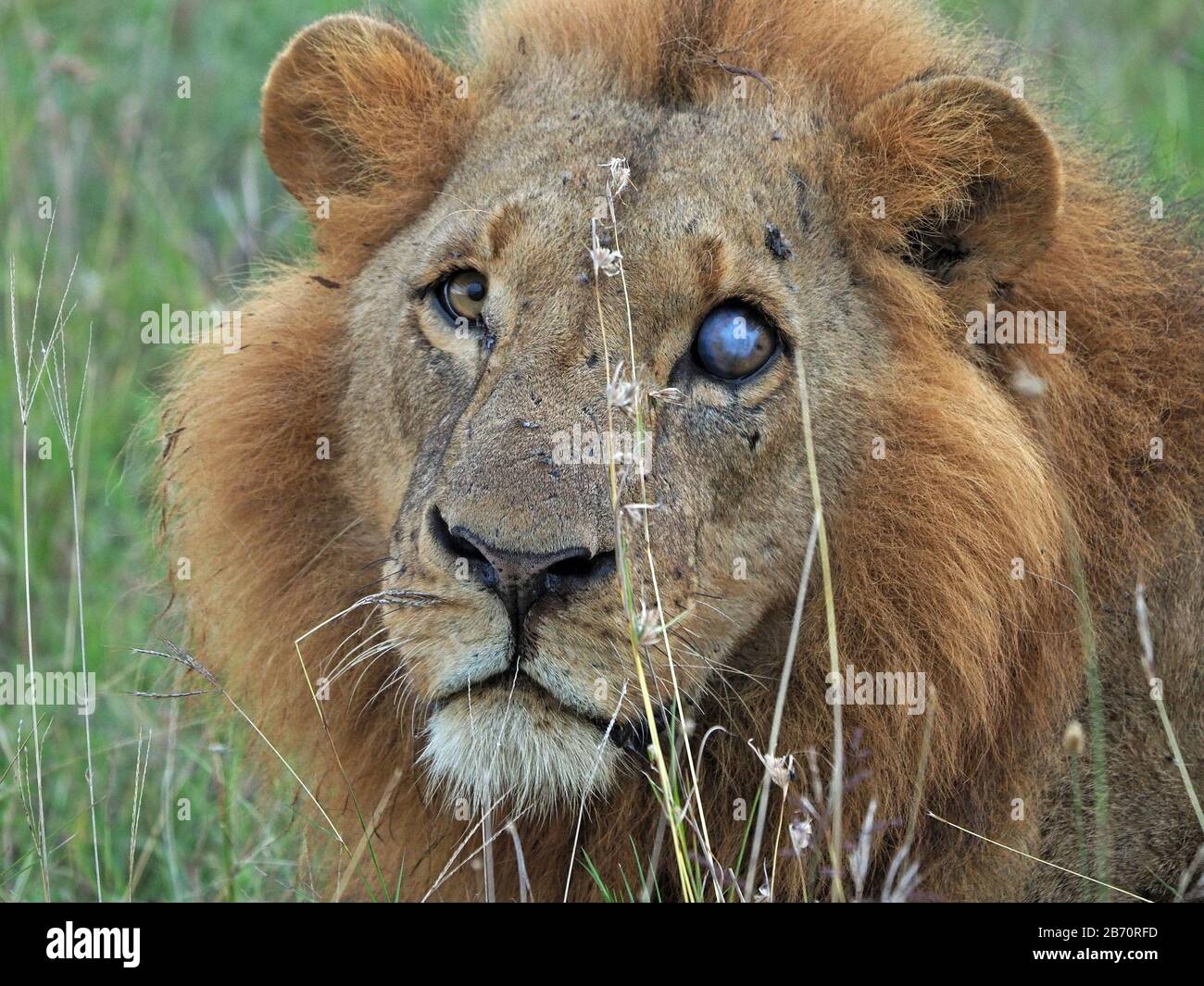 pics Male Lion Without Mane https www alamy com single adult male lion panthera leo with fine mane and blue gaze stare from glass eye looking serious in nairobi national park kenya africa image348528417 html