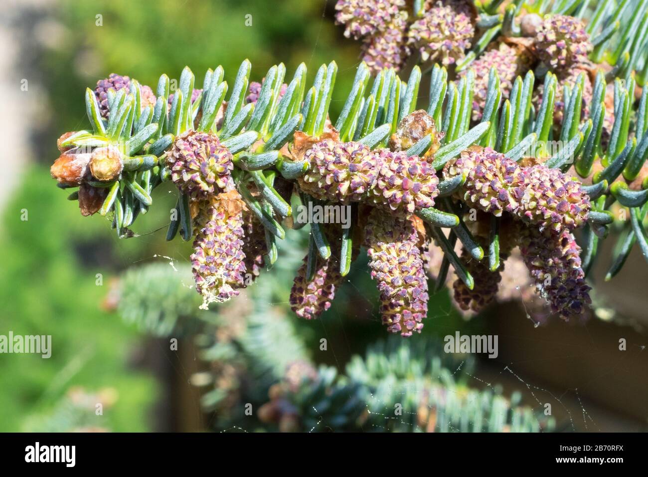 Abies pinsapo (Spanish fir) with ripe purple colored male cones and yellow pollen. Stock Photo