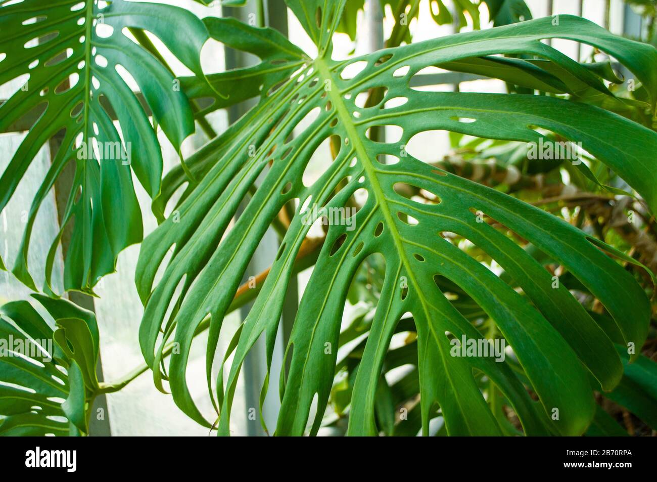 Beautiful green monstera tree leaves in a greenhouse. Stock Photo