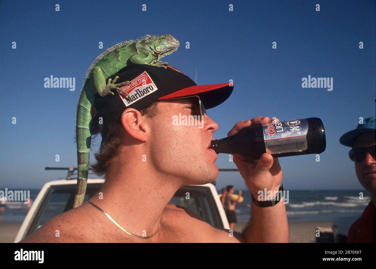 Corpus Christi Texas USA: Young man drinking beer during spring break with live iguana on his head.  MR ©Bob Daemmrich Stock Photo