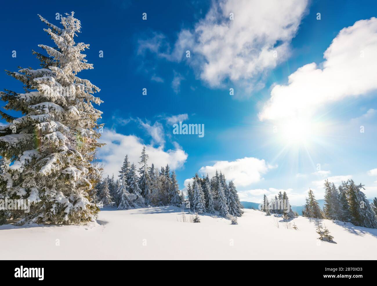 Slender tall spruce trees hi-res stock photography and images - Alamy